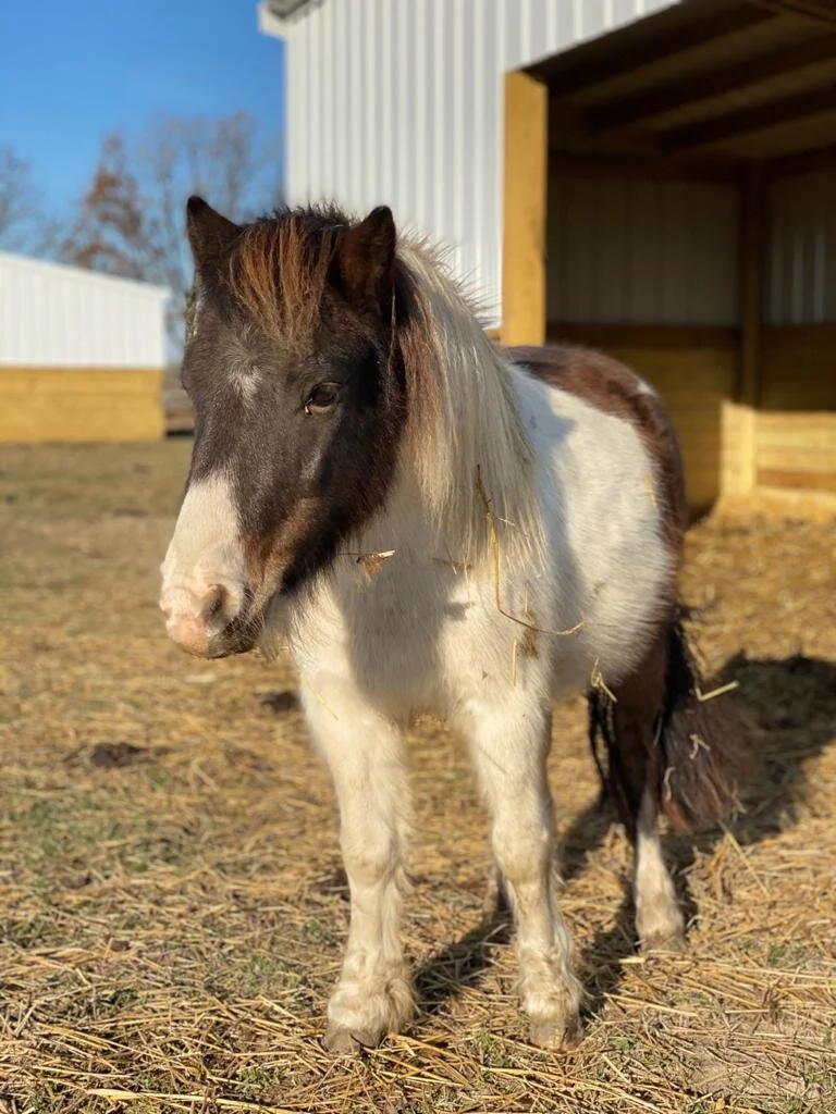Our Mini Horse Family — Tiny Hooves Sanctuary