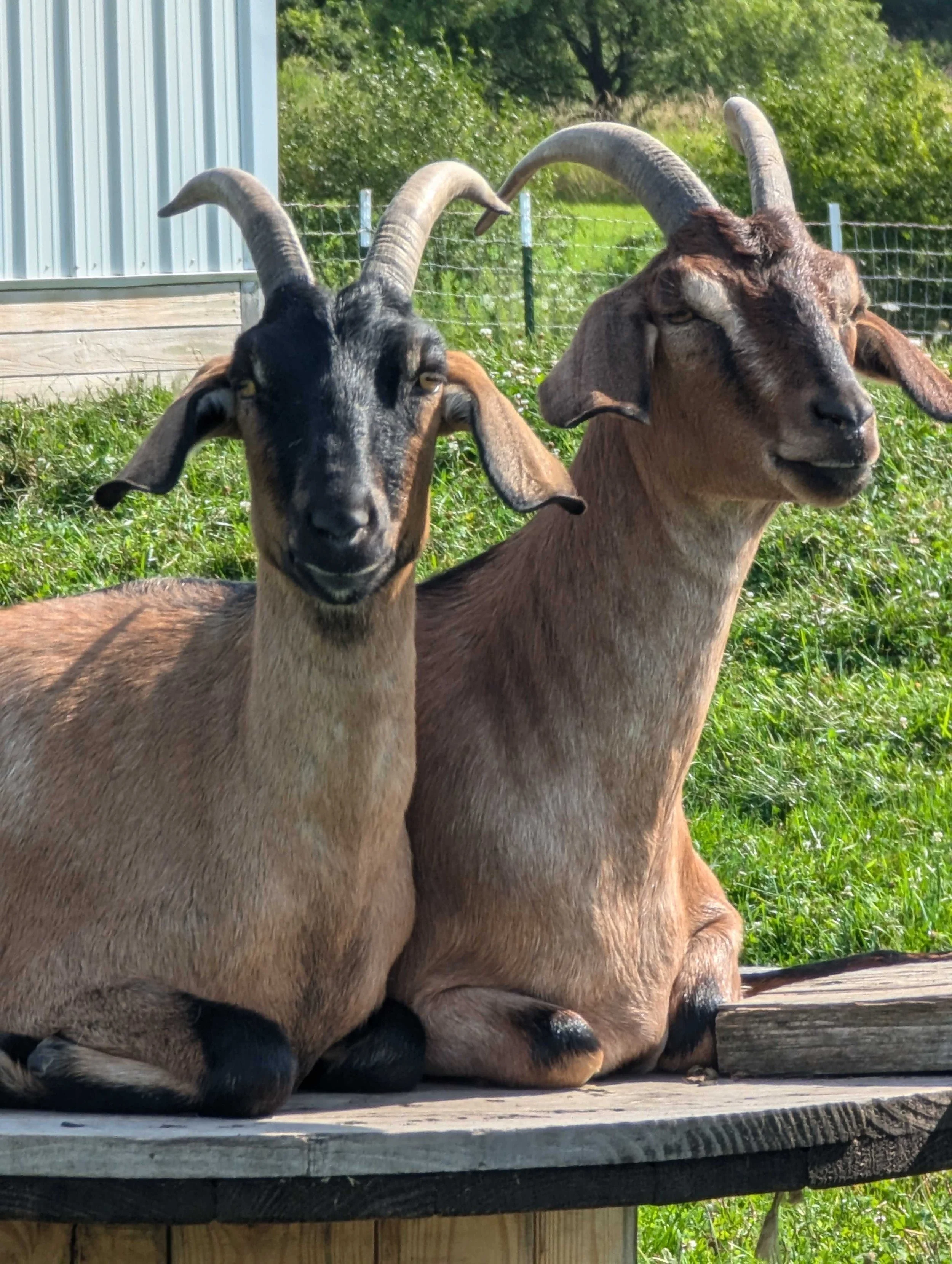 Maple & Cory