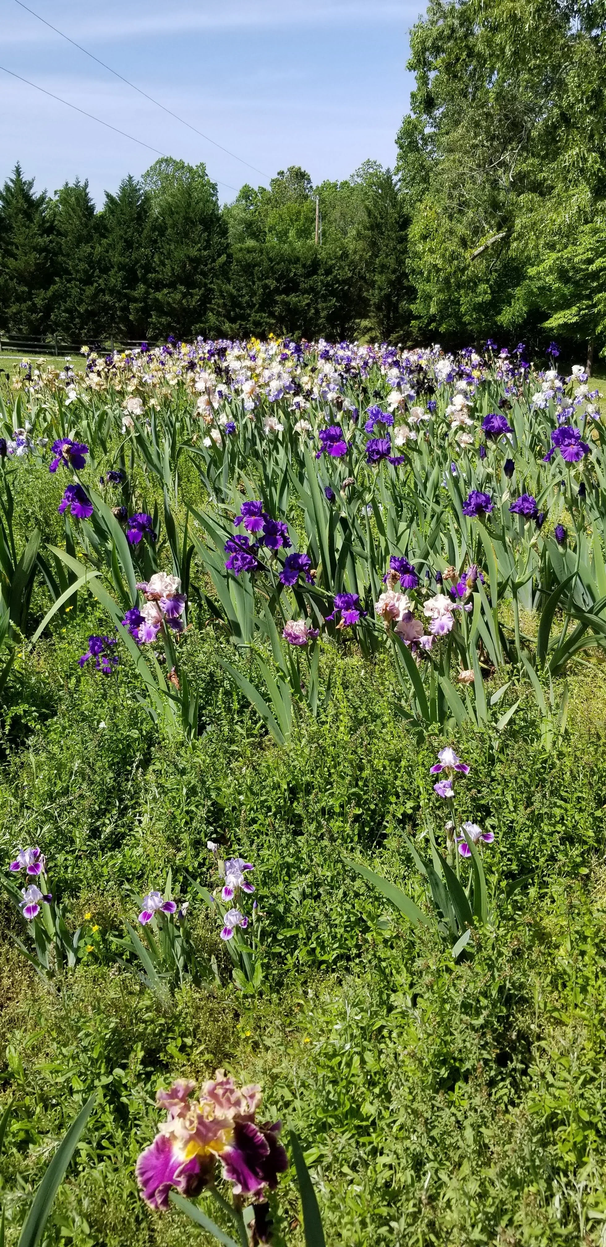 Field of blooming irises in various colors against a backdrop of trees.