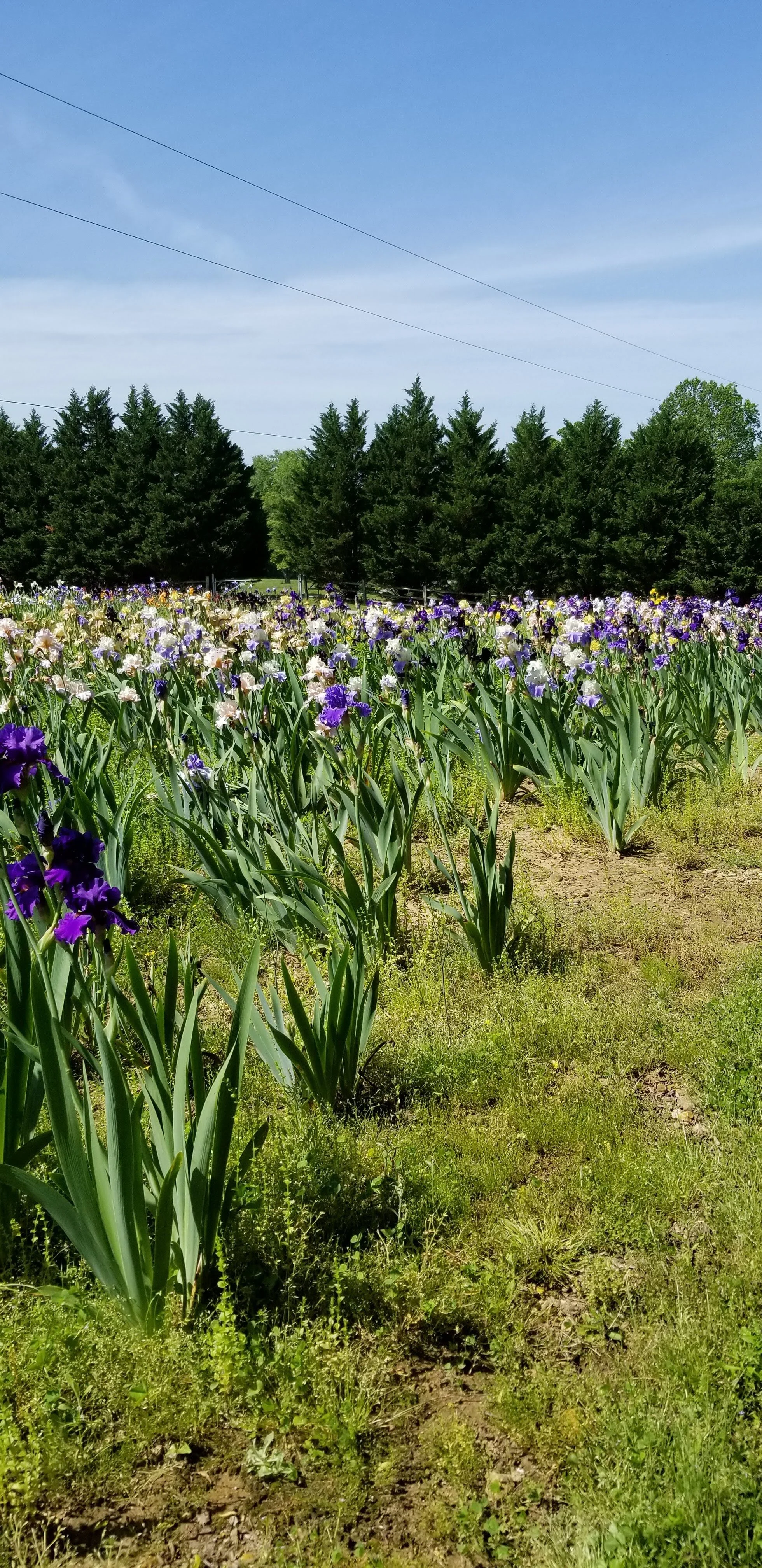 Field of blooming irises with purple and white flowers, surrounded by green shrubs and trees, under a clear blue sky.