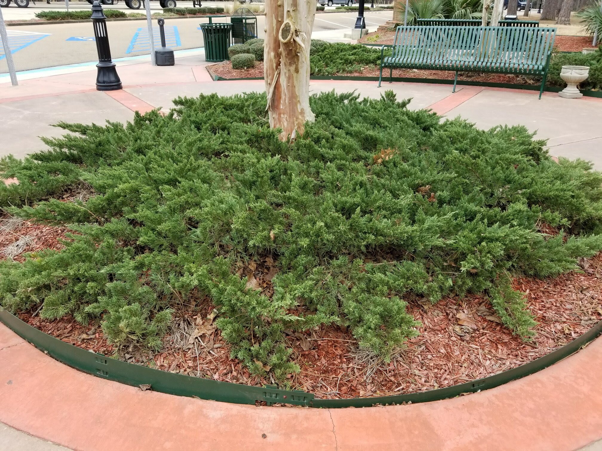 Circular garden bed with green shrubs around a tree trunk, bordered by a sidewalk, with a bench in the background.