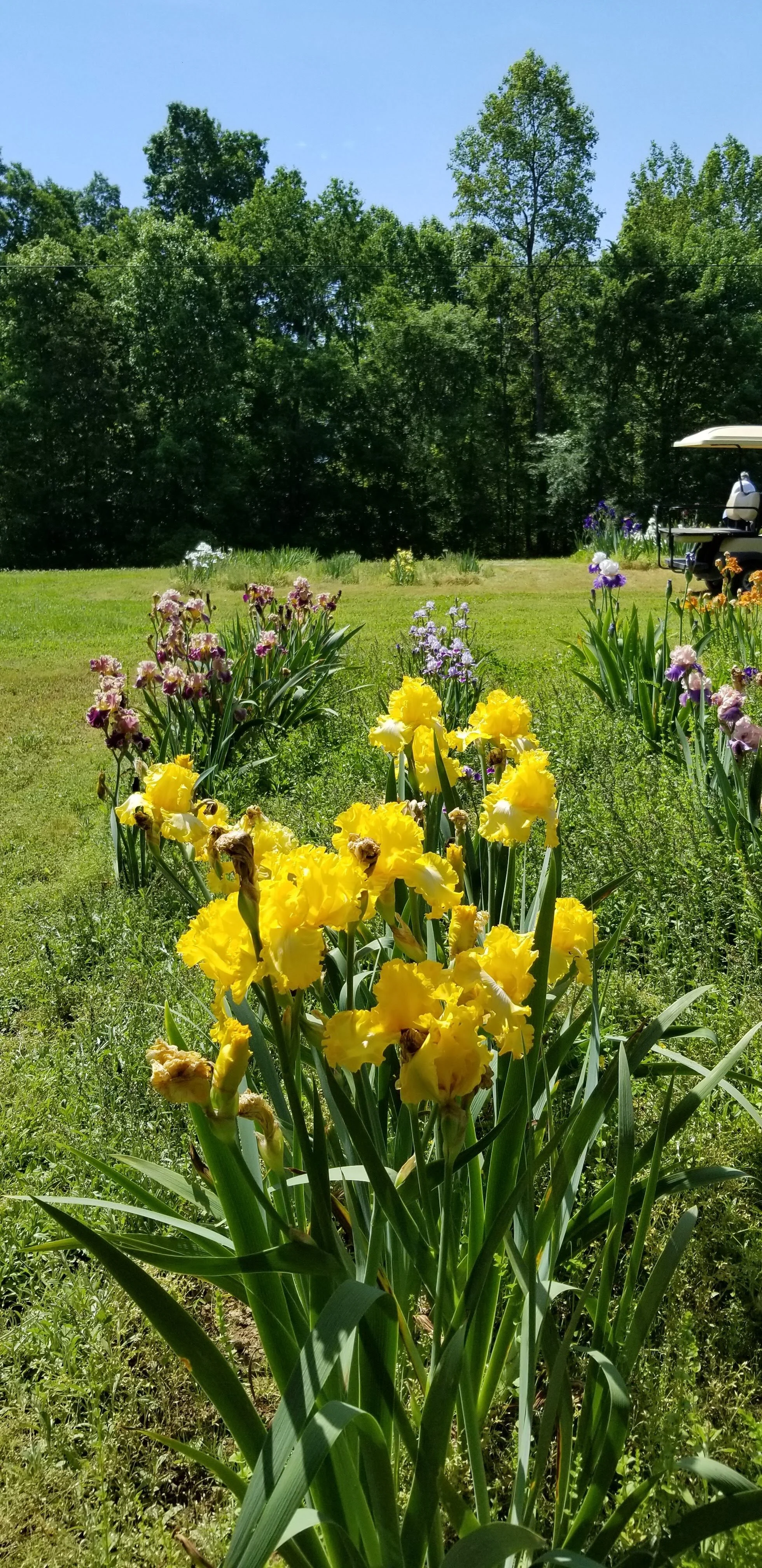 Vibrant yellow flowers in a garden with trees and clear blue sky