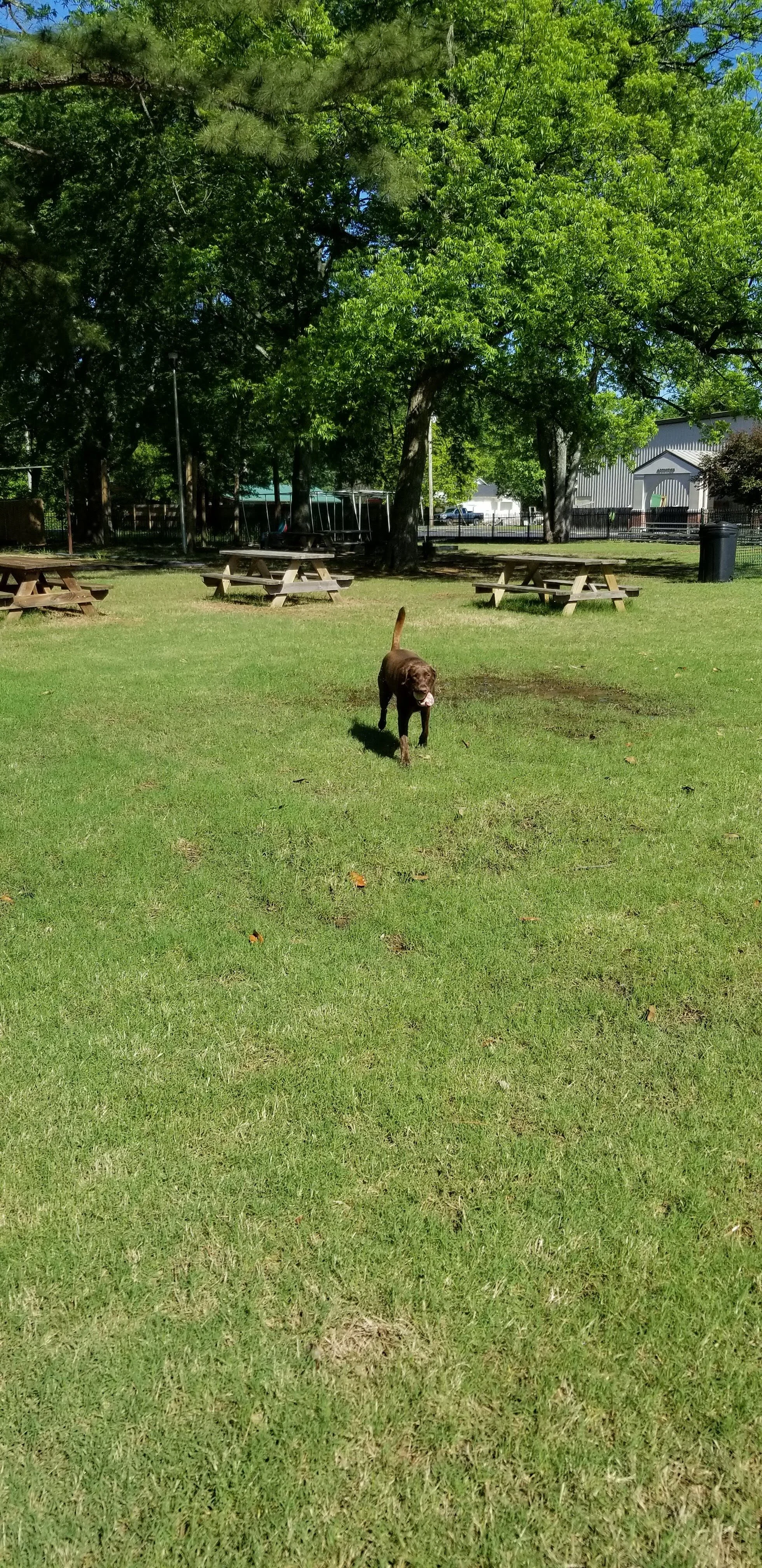 Chocolate Labrador Retriever walking in a park with grass and picnic tables, surrounded by trees.