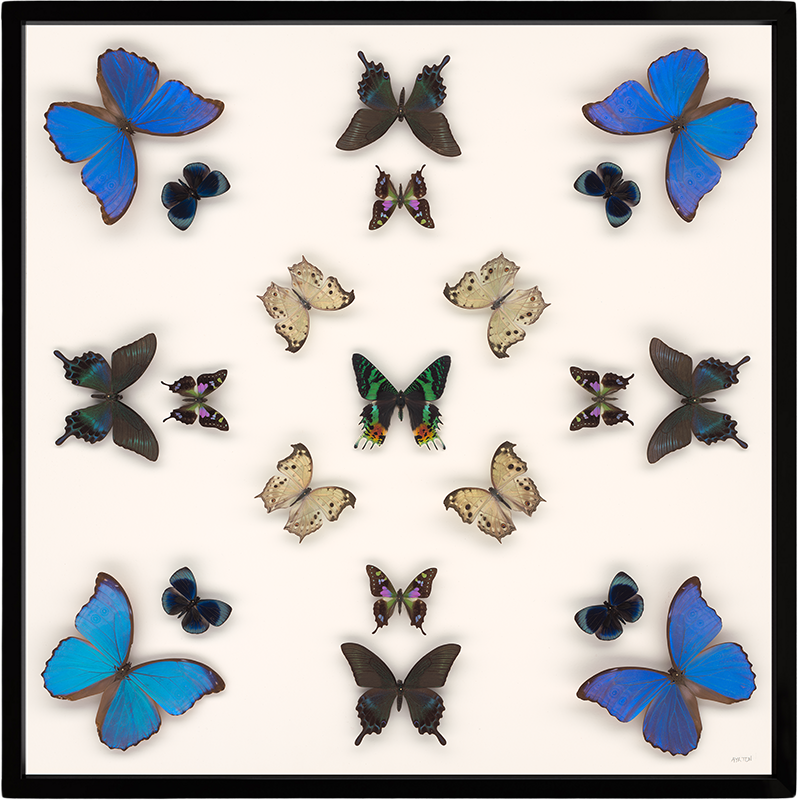 Orion Nebula framed.png