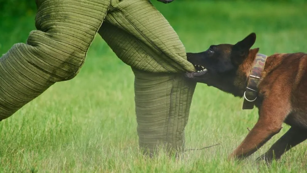 When Dog Bites Require Medical Attention