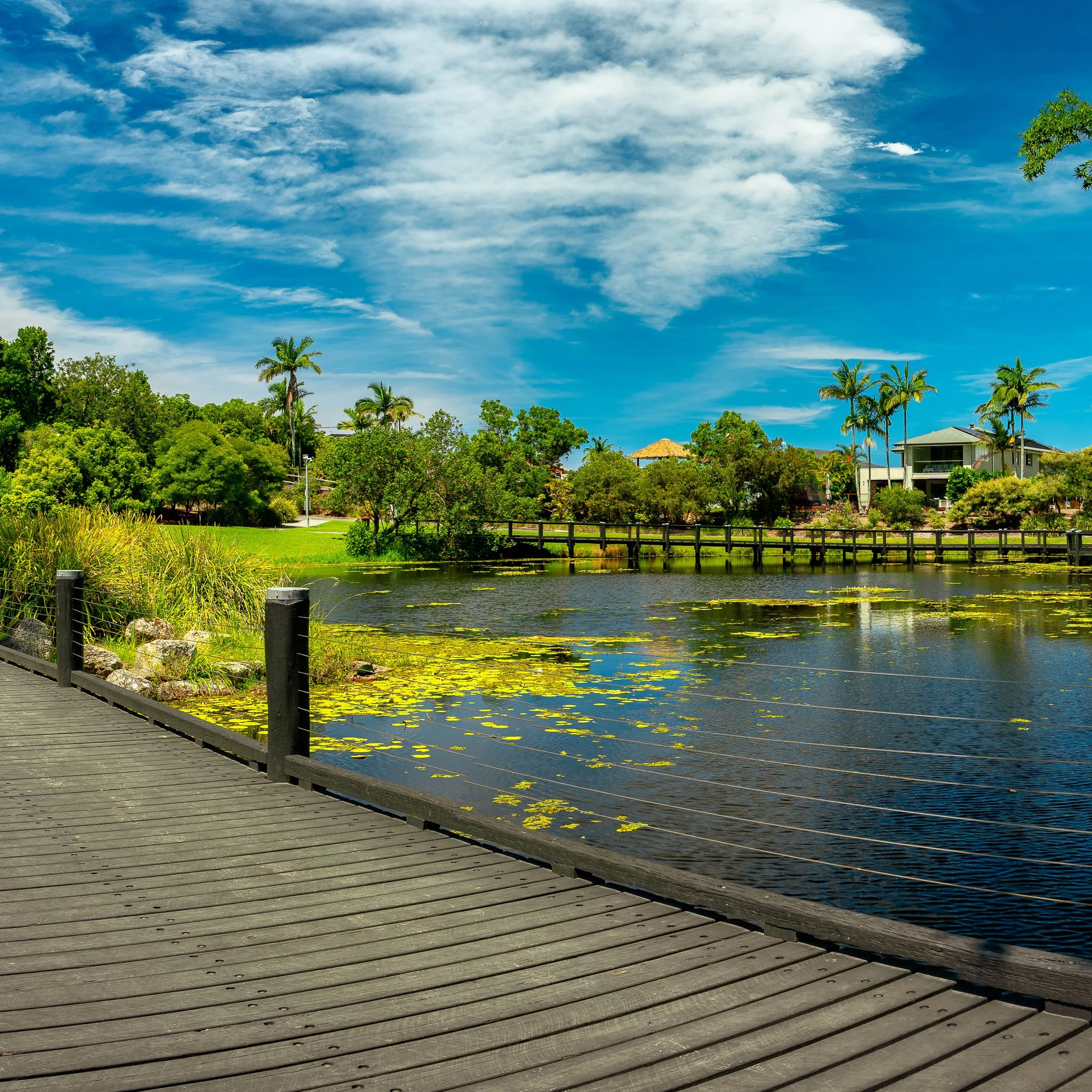 A wooden boardwalk beside a pond with lily pads, green trees, and shrubs, under a partly cloudy sky with some houses and tall palm trees in the background.