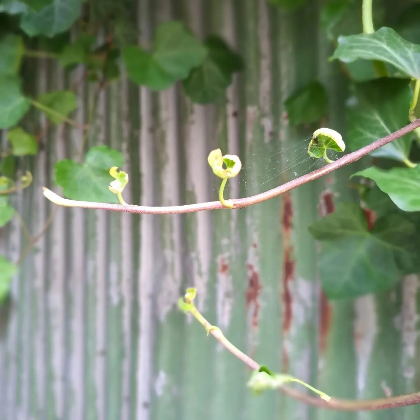 Nature's Place in Solace &amp; Grief, 🌱 Thurs 6th Nov. Bookings @merri_creek 

What will nature have to say?
What will the creek have to say?
The birds?
Nature's processes?

Oh what a healing time I've had down at the creek over lunchtime!!

#griefm