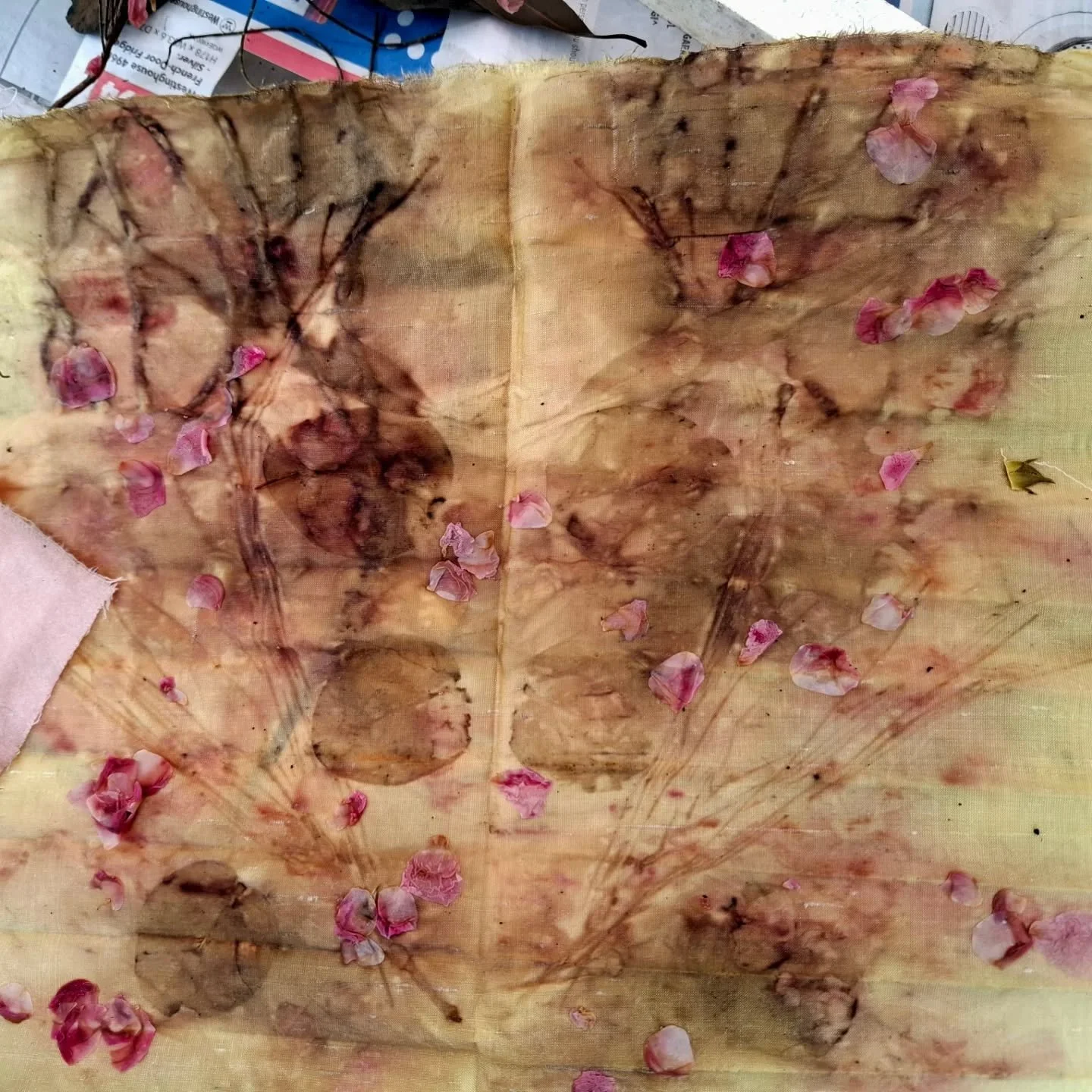 Excuse me, he said as he picked each leaf. 

Reminding me of Thich Nhat Hanh, the Vietnamese Buddhist teacher's respect for living things. [See my memoir Artworking for more on this extraordinary man.]

Loved teaching eco-printing on Sunday, and look