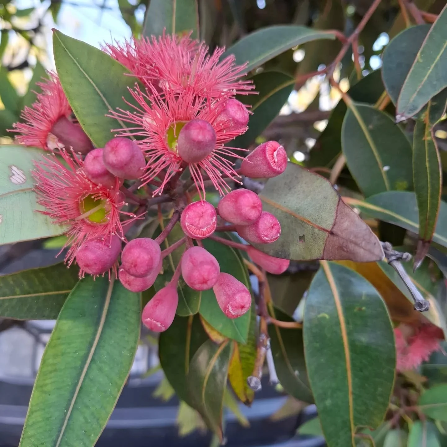 In the hood 😊

ps any other Mermaid fans out there? ... aside of course from @jilltrevillianart and @jumbobumbo0 

#mermaidlife