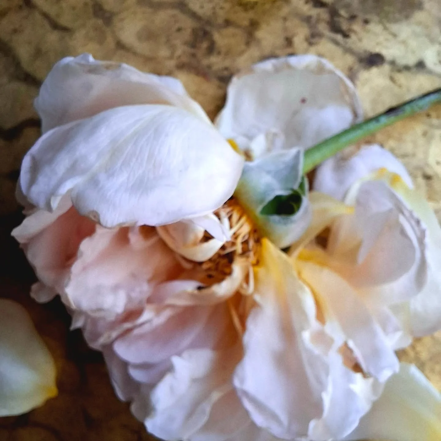 Flowers fall even though we love them. Weeds grow even though we dislike them. A core Soto Zen teaching.

My Jean Galbraith rose pleases me in all manifestations :)

Do you know of Victorian naturalist Galbraith after whom it's named? So inspiring! S