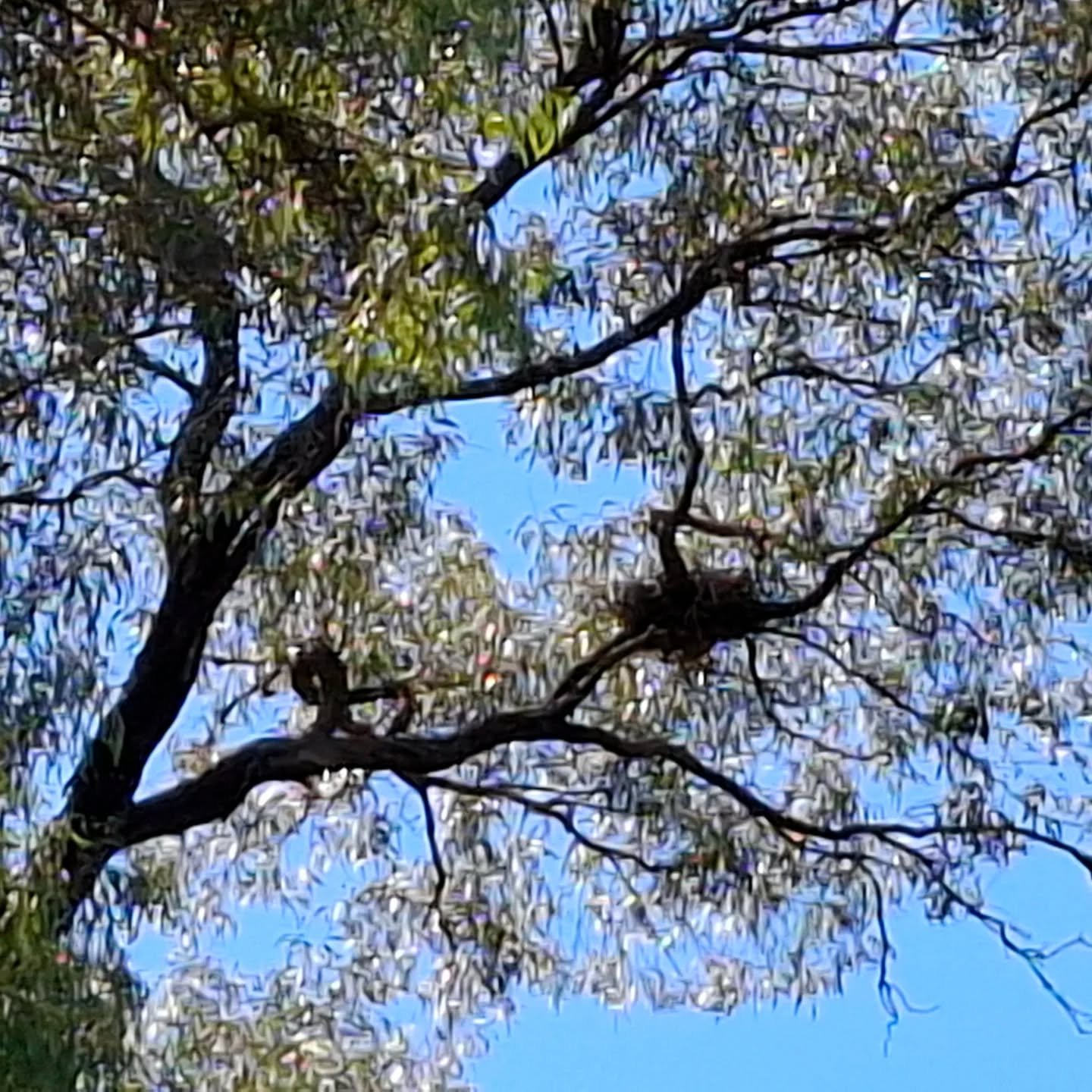 Thanks @nitv_au - I was able to watch Aunt Rhoda's incredible Ceremony under a tree in a park on Dja Dja Wurrung country in Bendigo. 🧡
No one has ever had such a huge vision for St Carthage's Cathedral before.

#howtolive