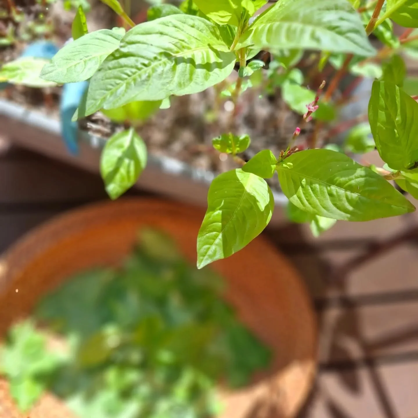 Indigo, the miracle plant. 💛

I was given seed in 2022. It's a plant I bow down to, as have dyers through the ages.

Salt rubbing method worked well on my latest sock wool skein from Wangaratta Wool Mills ... with dip-dye pomegranate. 

#indigomelbo