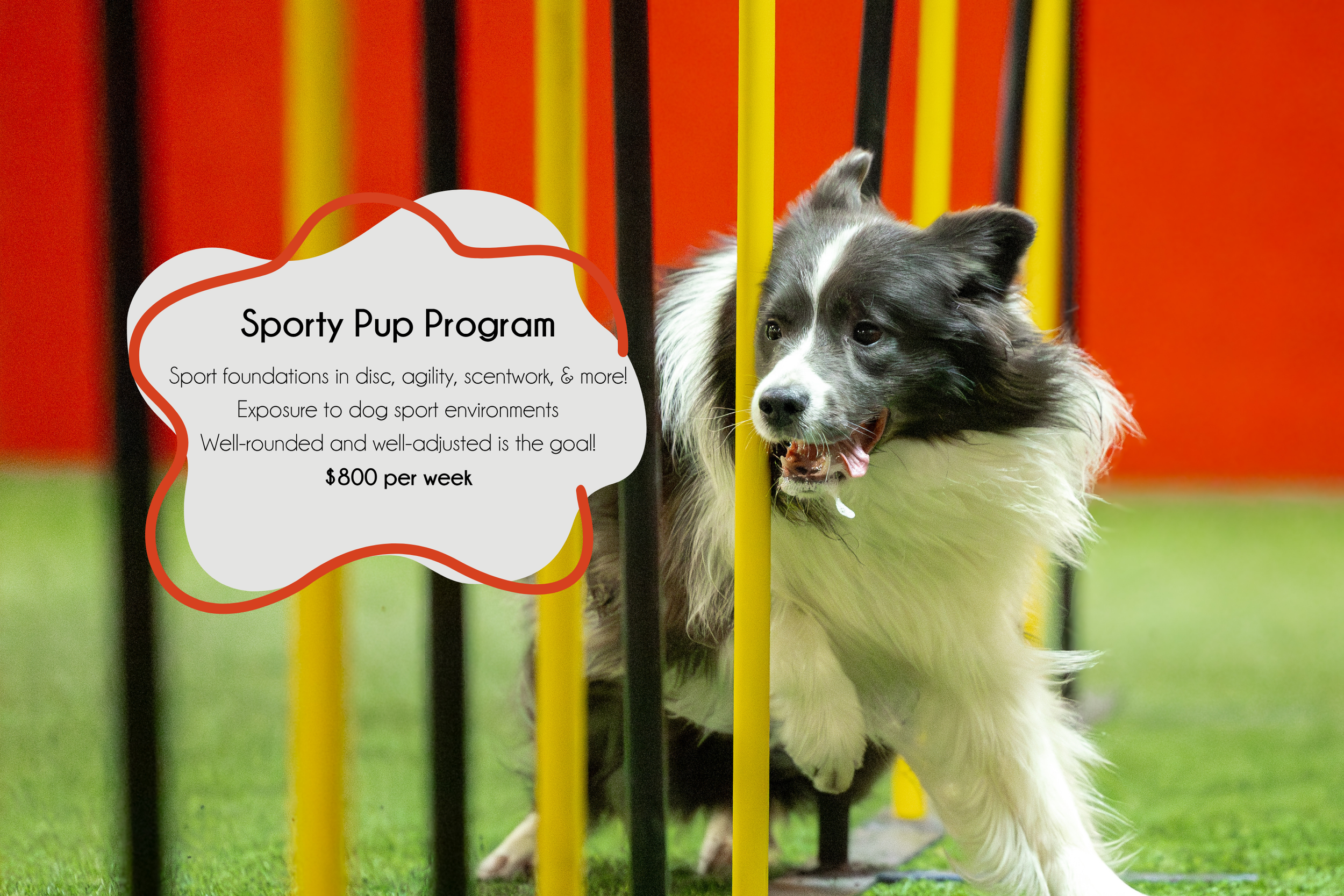 Pup Programme Example Training — Vibrant K9 Training