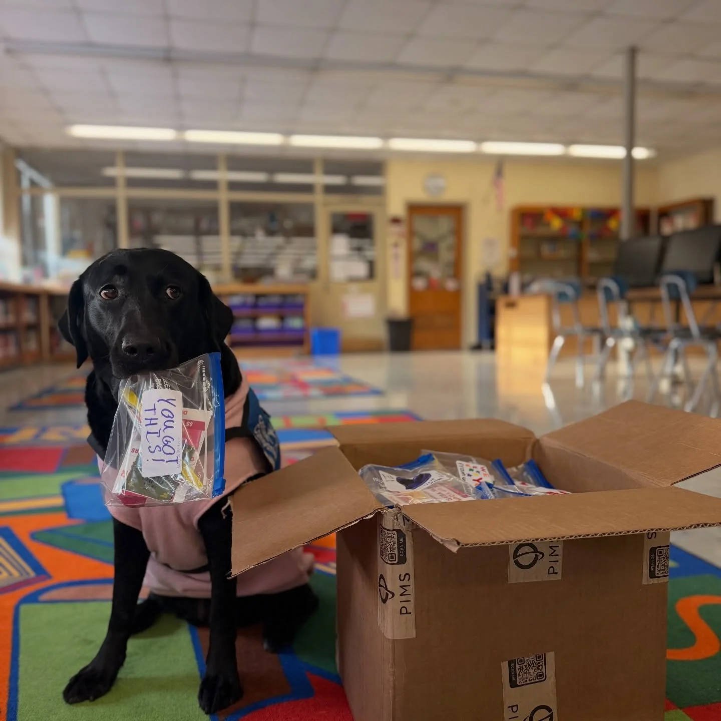 If you&rsquo;ve been following us, you might already know that our lovable ambassador isn&rsquo;t a person&hellip; it&rsquo;s Maybie, our adorable furry friend who&rsquo;s been spreading joy, charm, and puppy energy everywhere she goes! 🐶💖

Maybie 