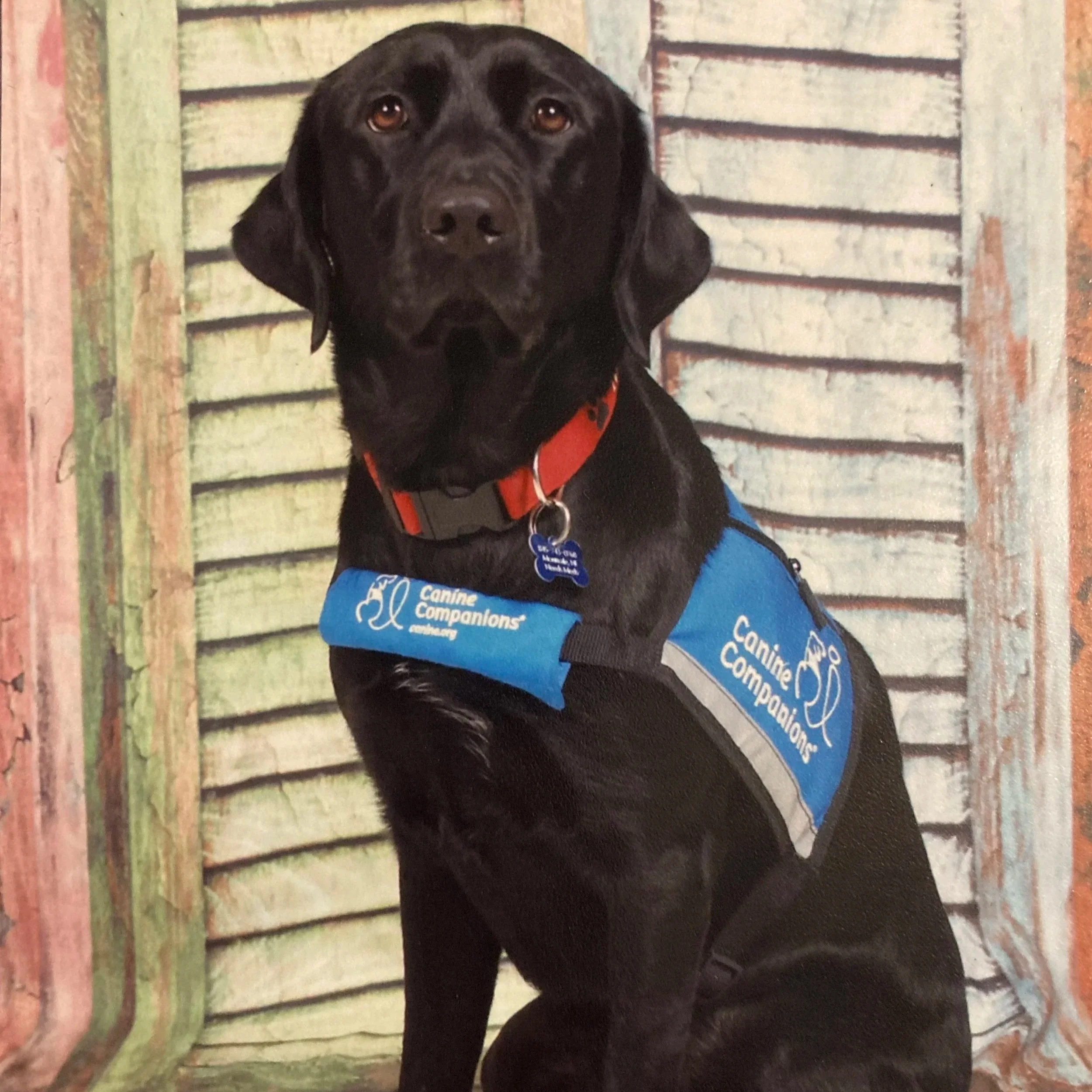 A black dog with brown eyes wearing an orange and gray harness and a blue vest that reads 'Come Compassionate' standing in front of a weathered wooden fence.