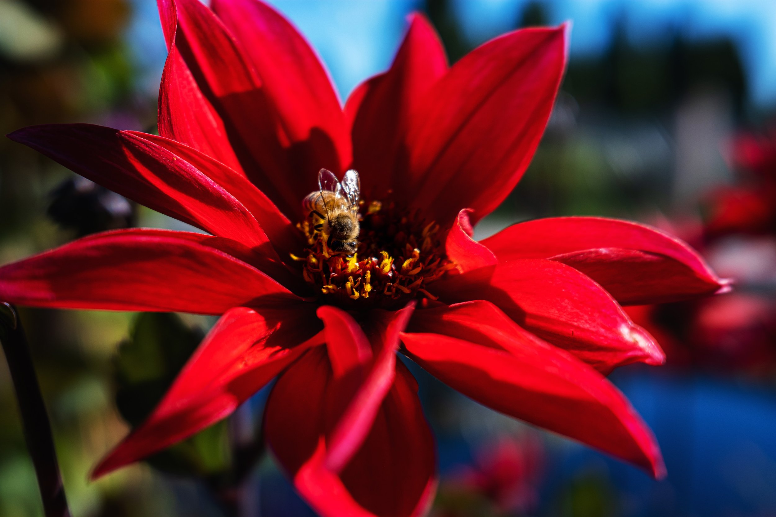 DSCF9685.jpg