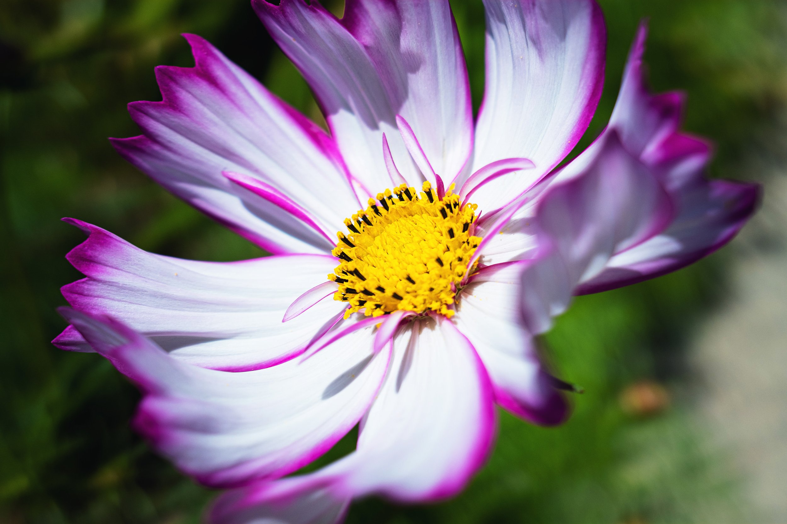 DSCF7508.jpg