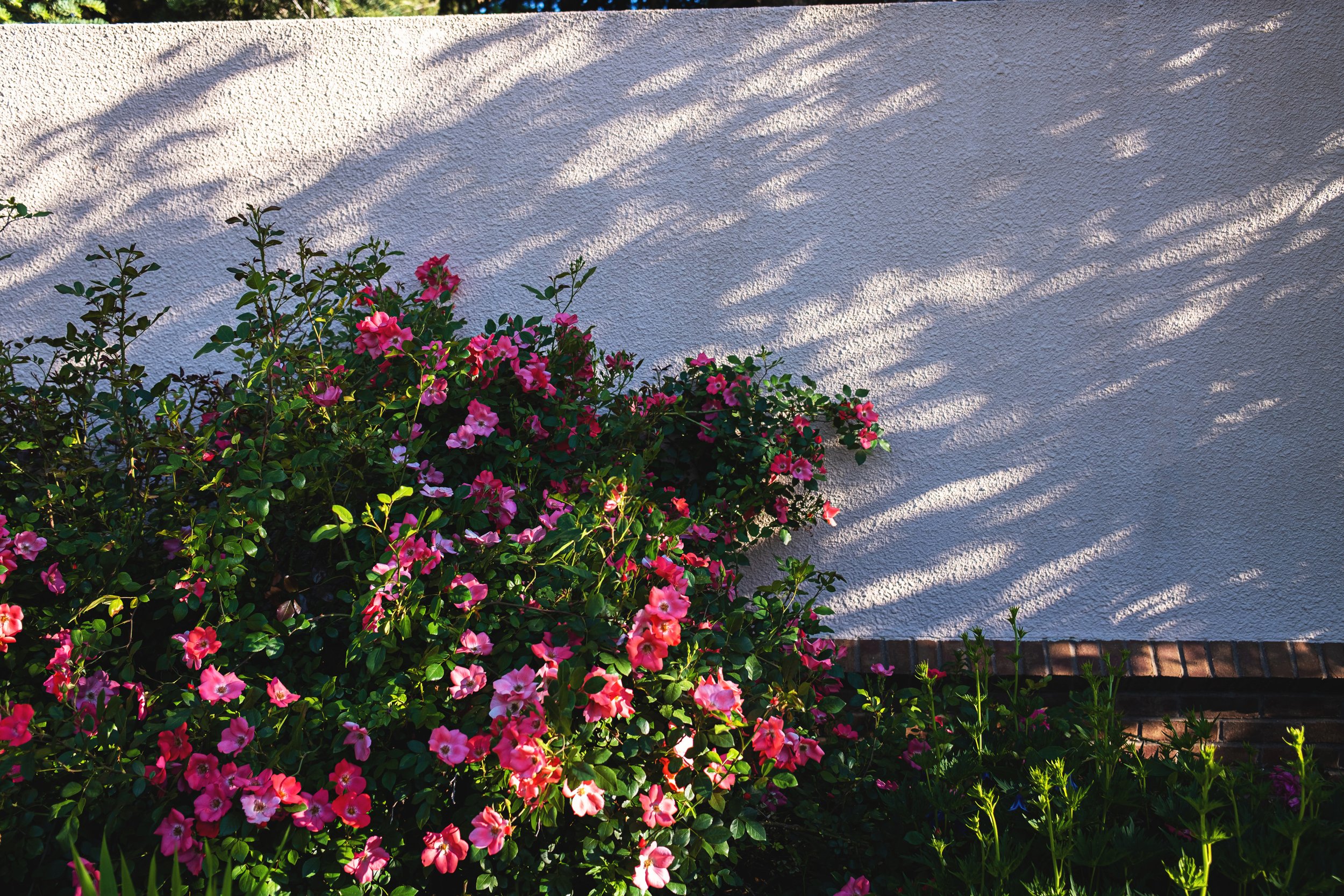 DSCF6302.jpg