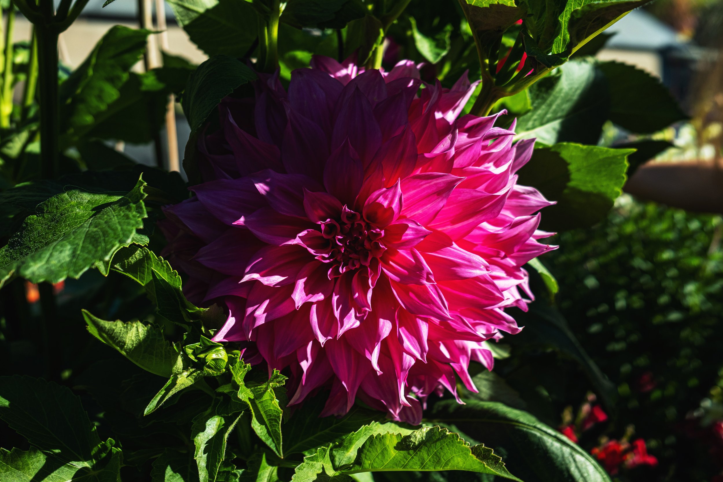 DSCF9658.jpg