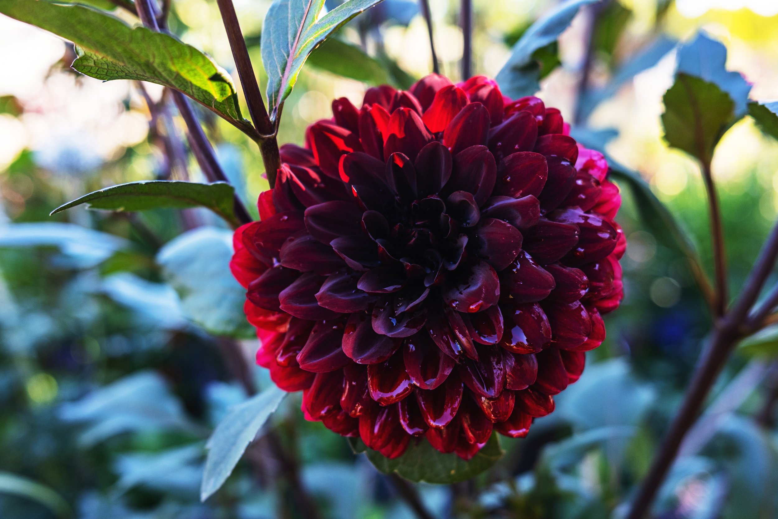 DSCF9619.jpg