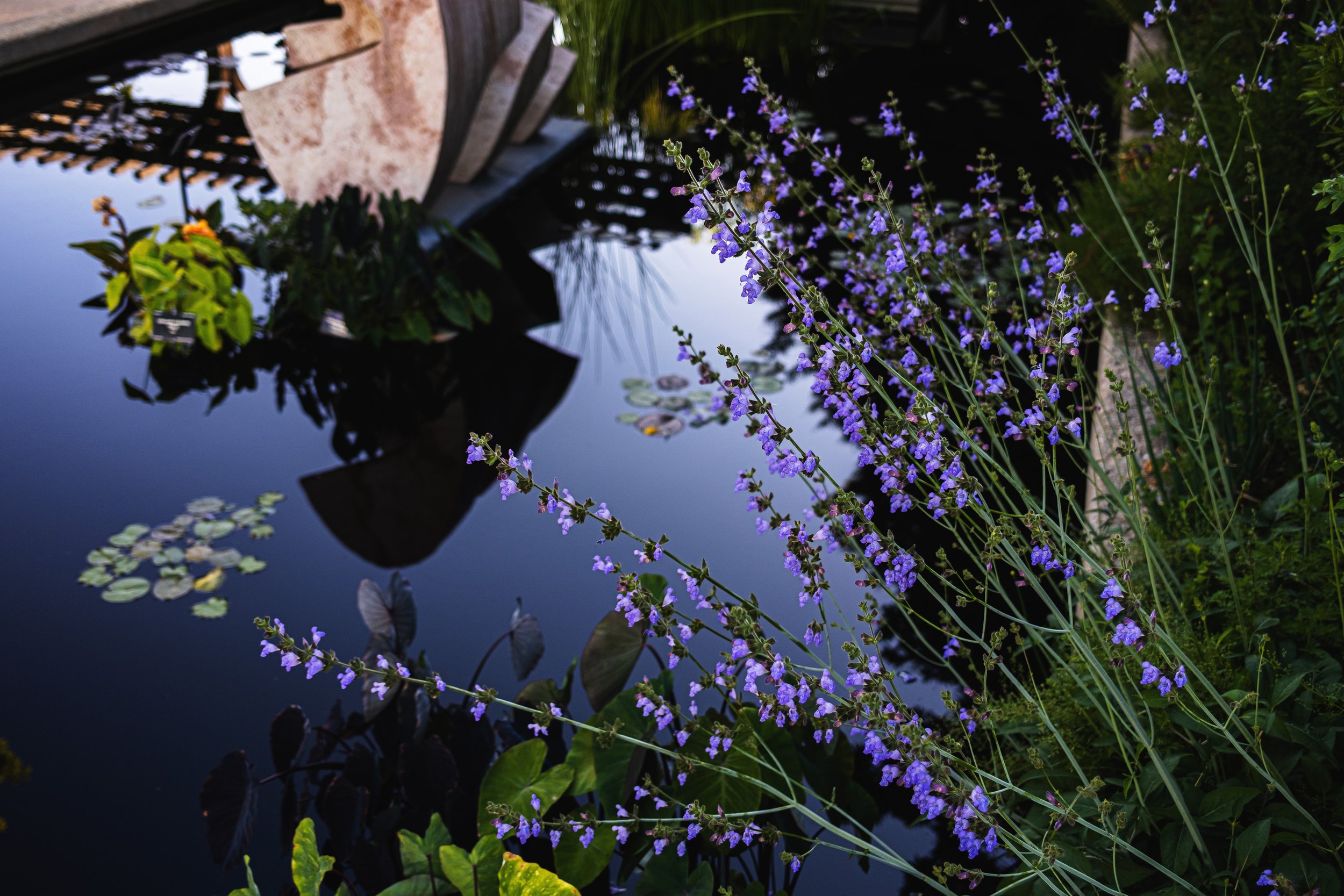 DSCF6396.jpg