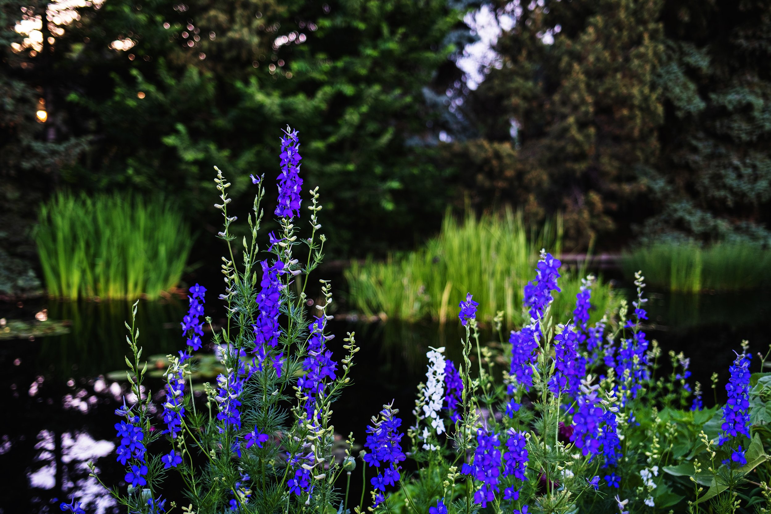DSCF6557.jpg
