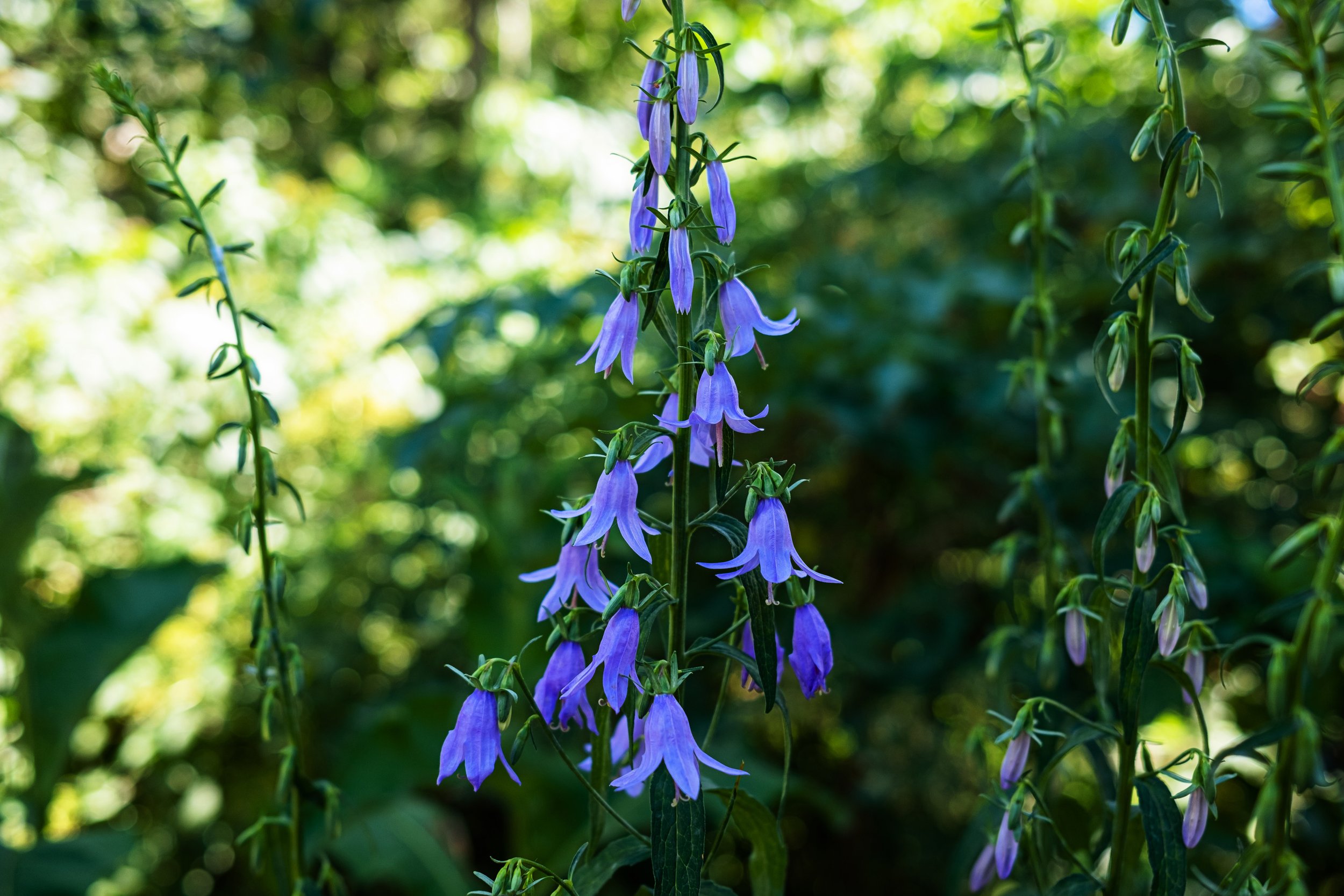 DSCF7516.jpg
