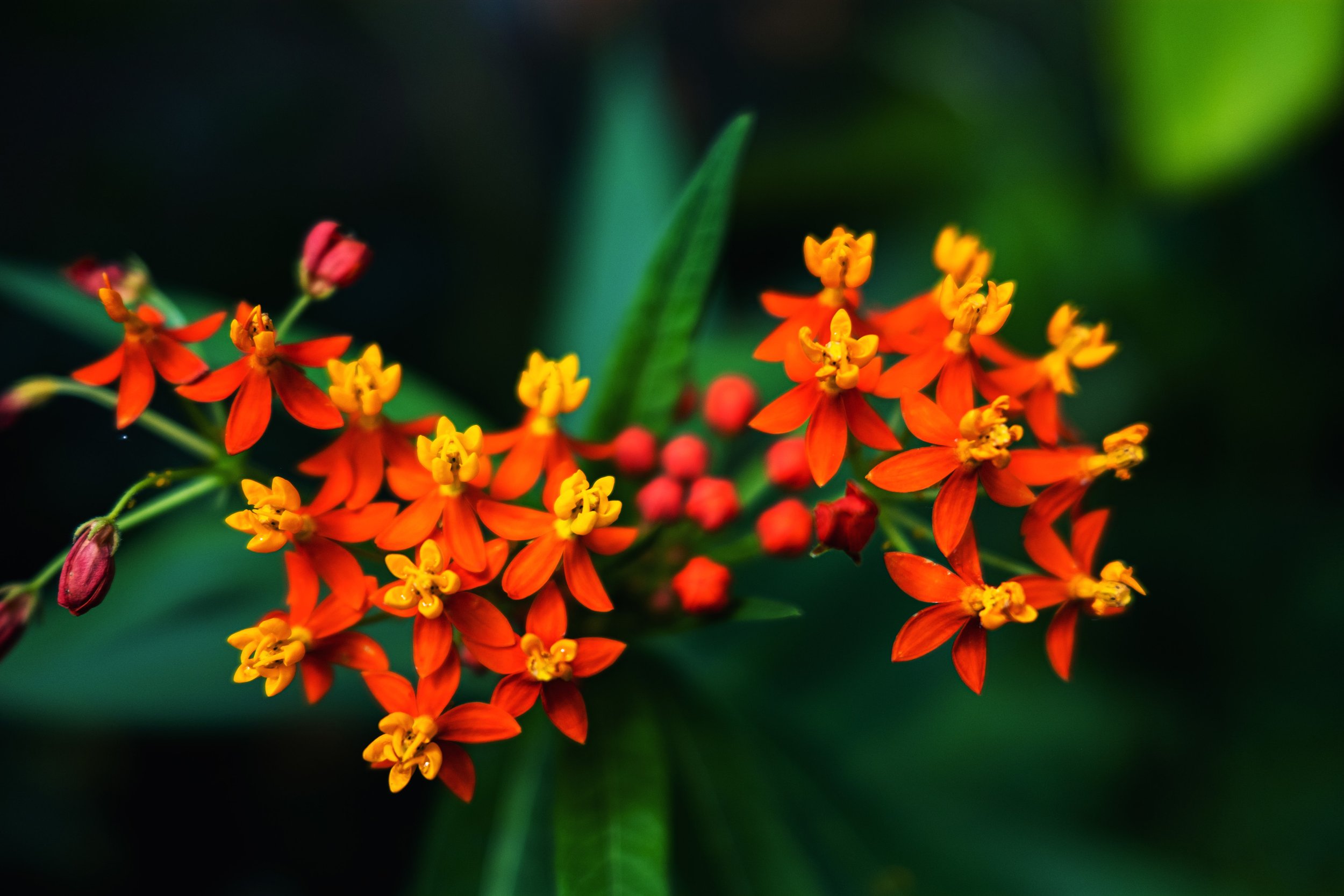 DSCF7618.jpg