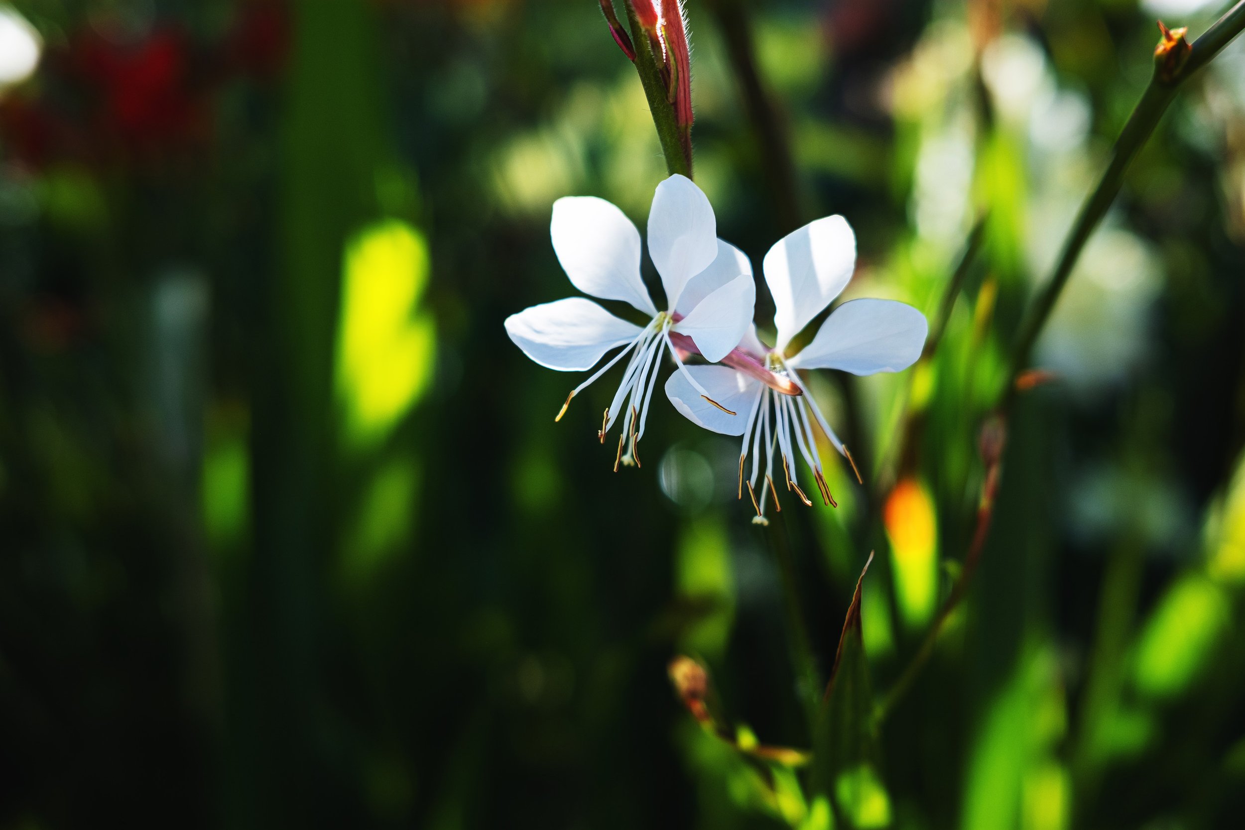 DSCF7833.jpg