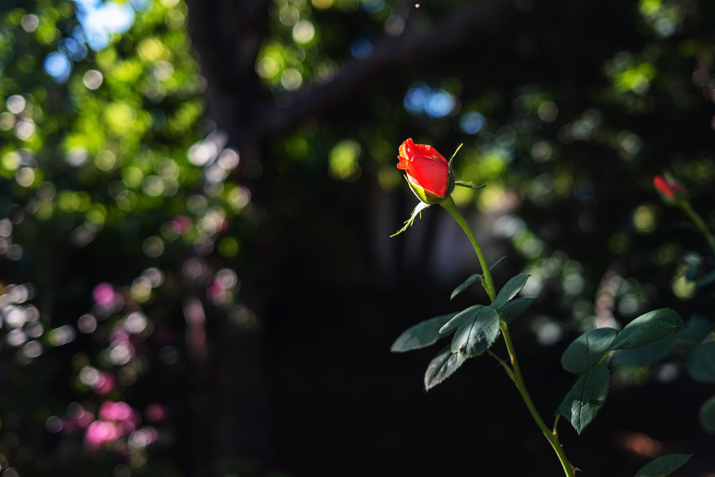 DSCF6273.jpg