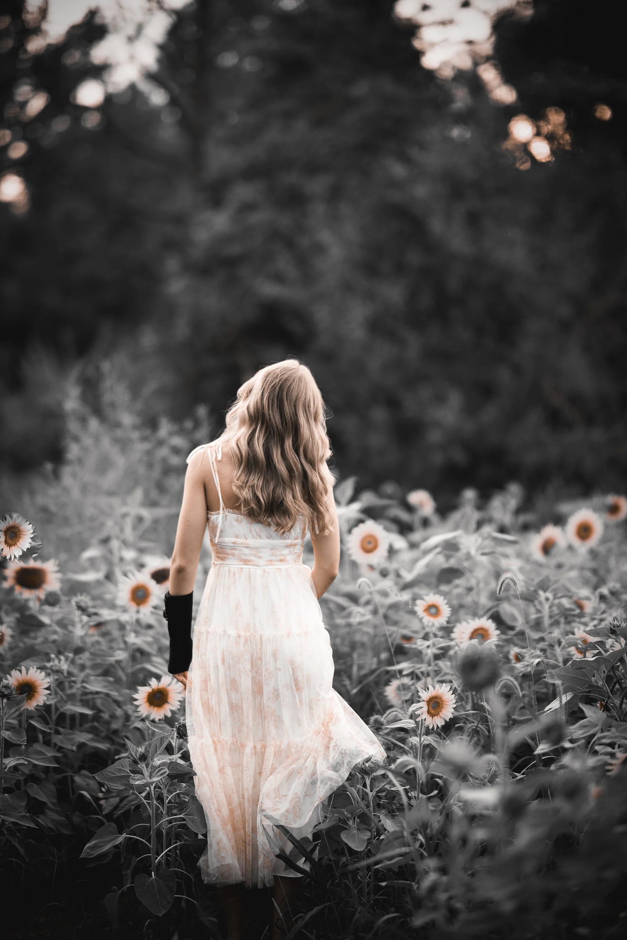 Creative black and orange edit of Senior Girl Class of 2027 in field of Sunflowers Marion Il