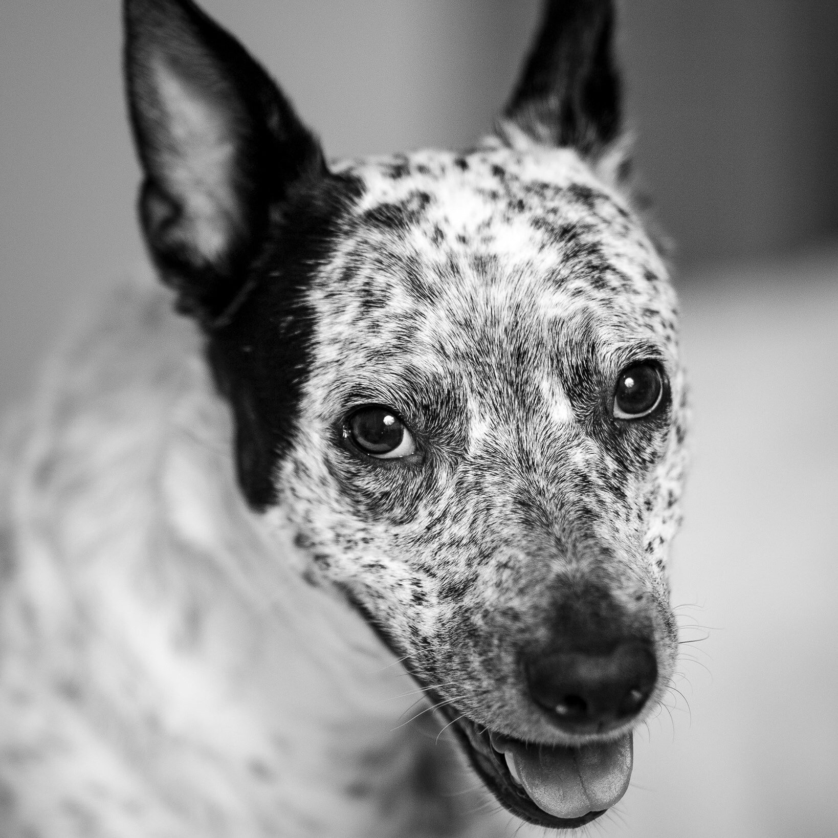 California Cattle Dog Portrait Sharon Wallace Photography