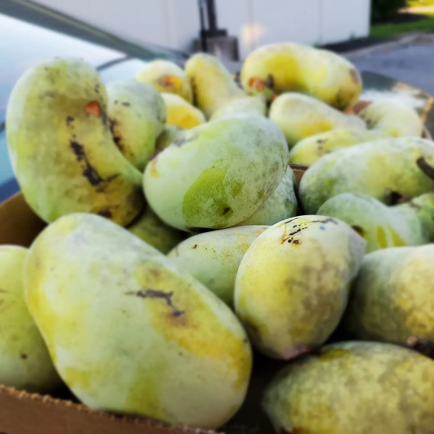 It's pawpaw season! Just got my hands on these beauties, can't wait to whip up a fresh batch of Pawpaw Spice (and maybe eat one or two in the process). It should be done fermenting and ready to go just in time for the holidays.

#eatlocal #eat614 #ea