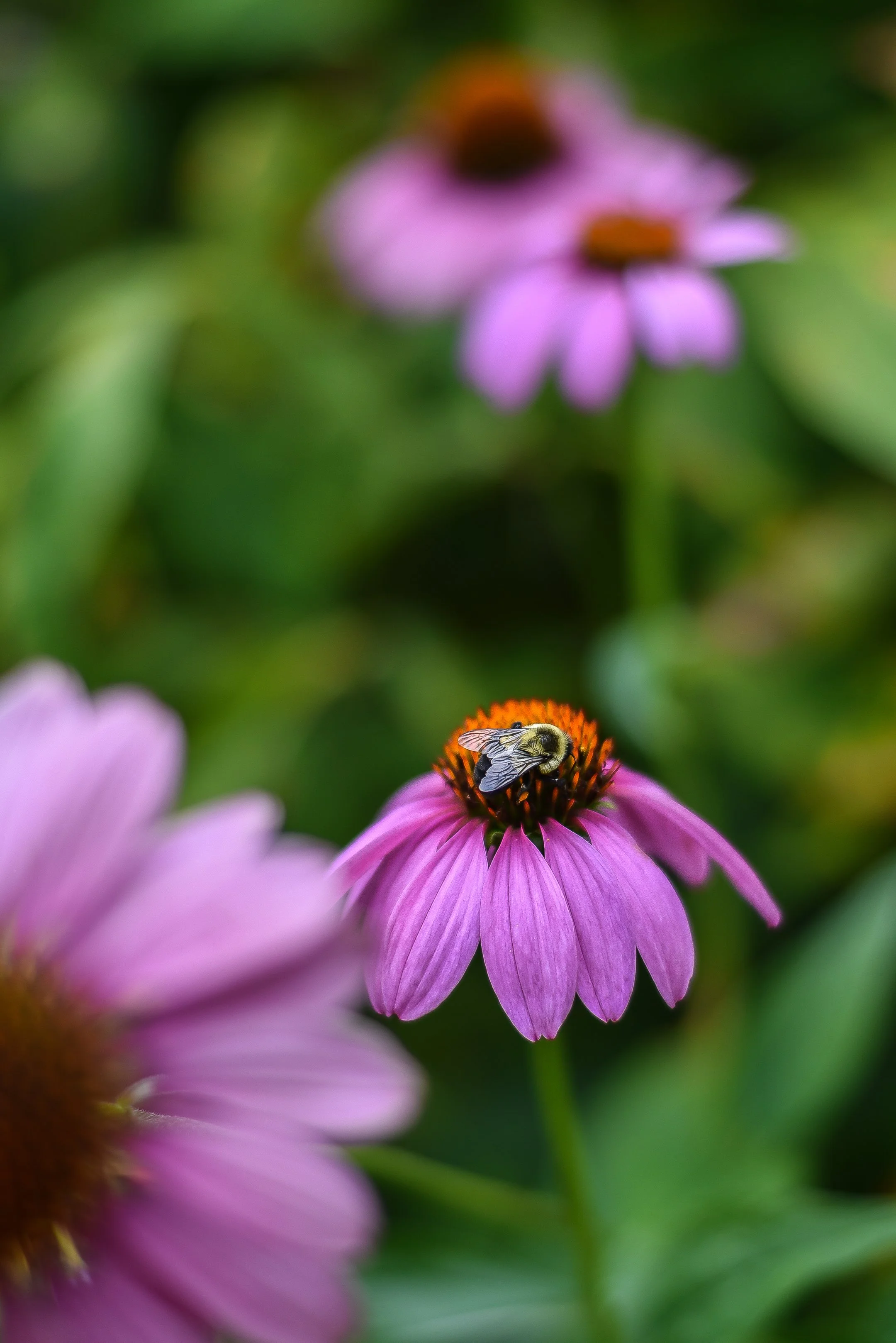 SJanePhoto-9.jpg