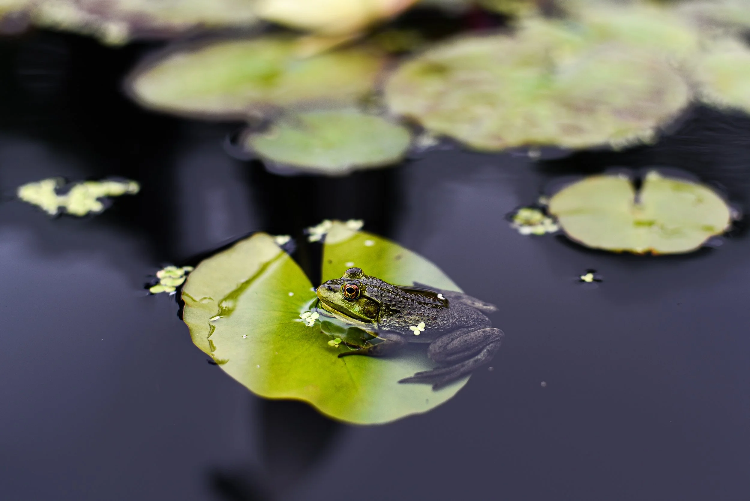 SJanePhoto-15.jpg