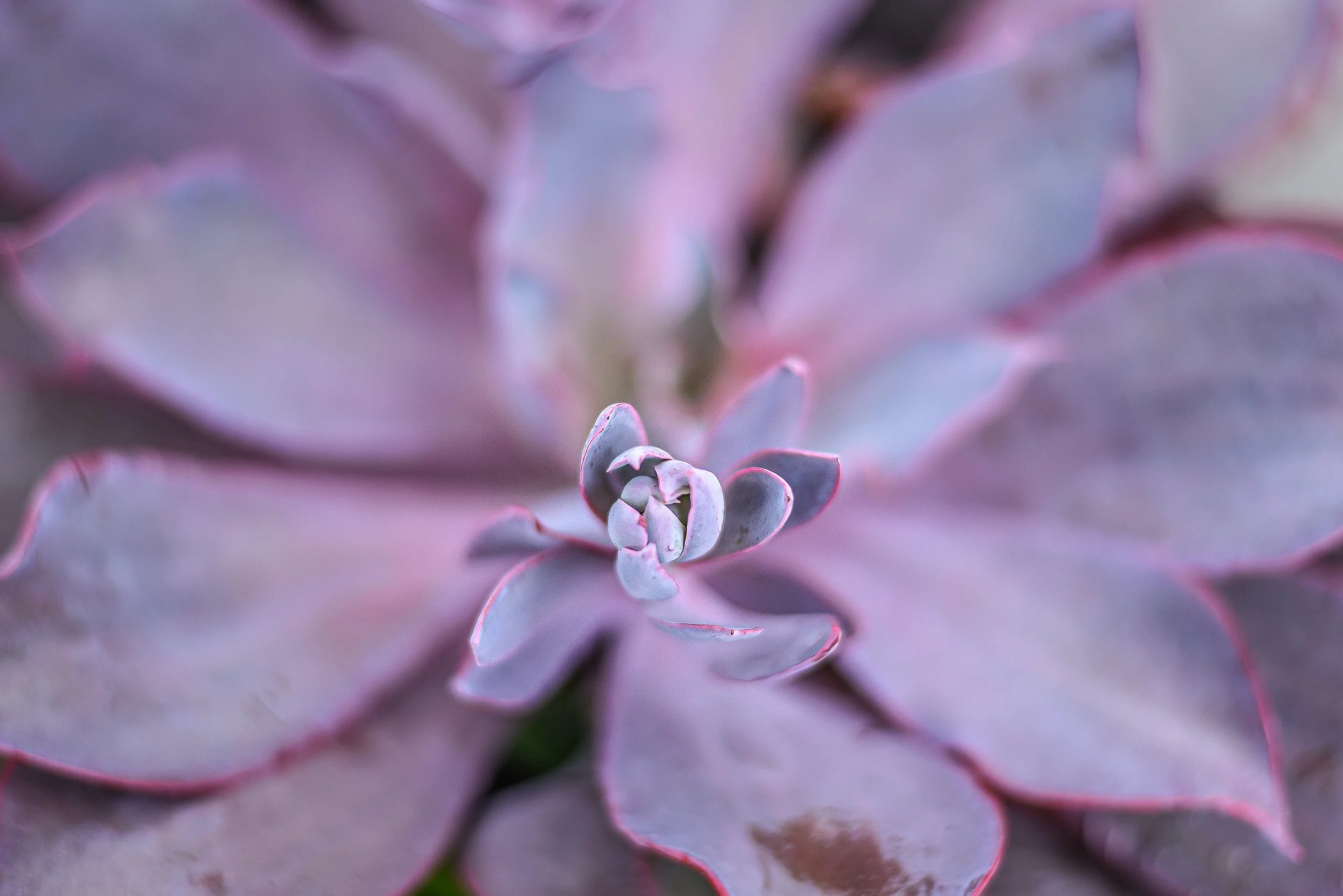 SJanePhoto-18.jpg