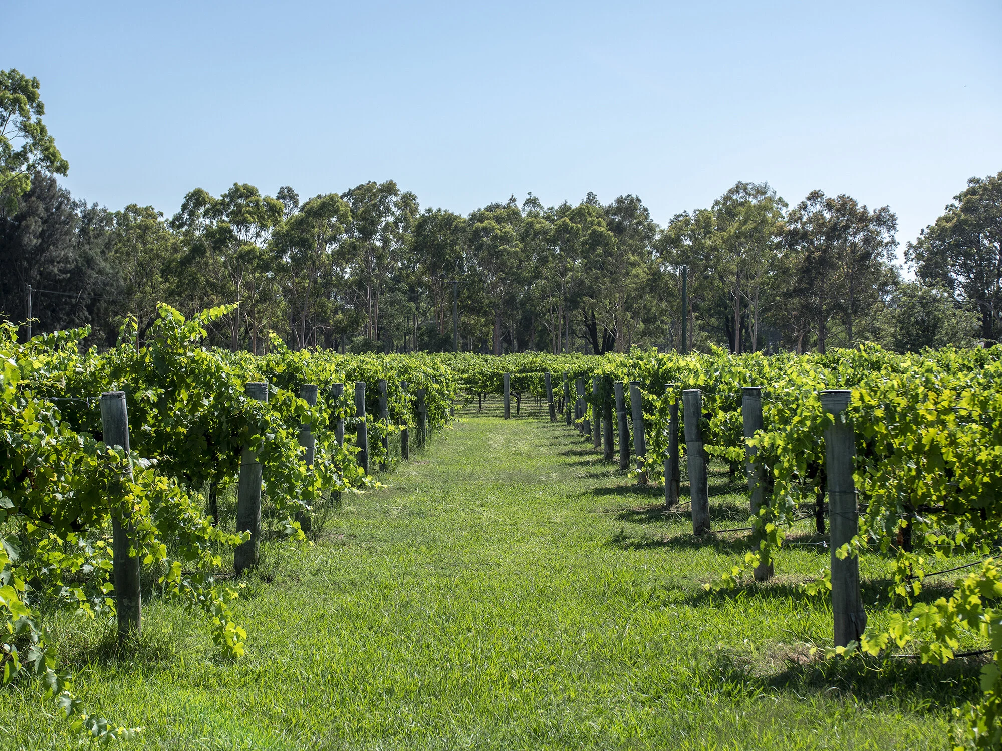 OAKVALE WINES — Luxury picnics in Lake Macquarie, the Hunter Valley