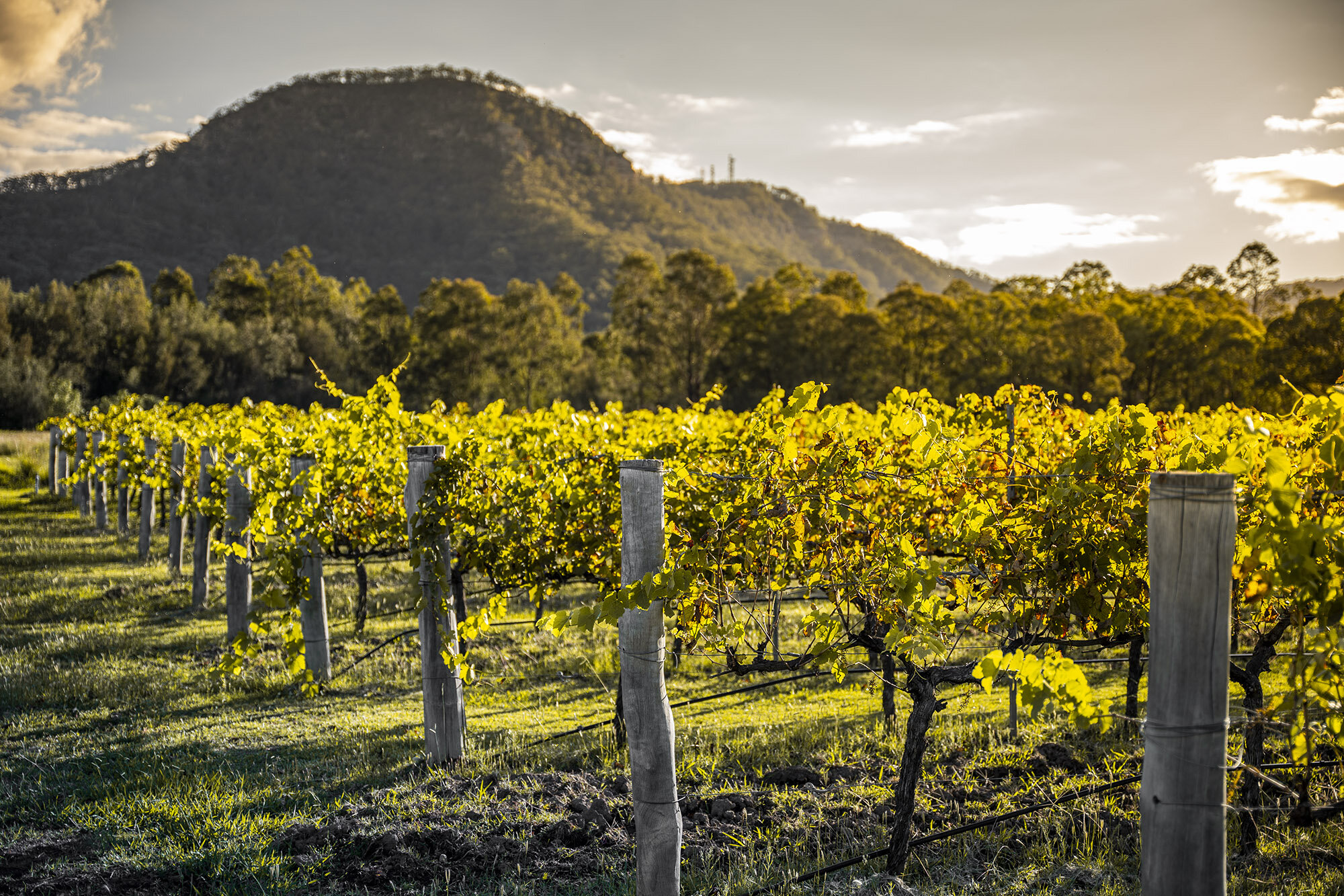 OAKVALE WINES — Luxury picnics in Lake Macquarie, the Hunter Valley