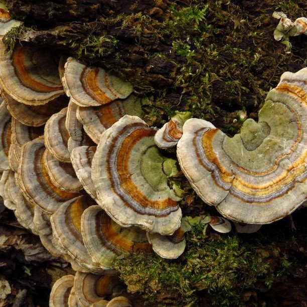Herbs vs Mushrooms
 
- No, tonic herbs do not describe the mint or thyme you muddle into your gin and tonic. But I am a big fan of this style of herbalism too :)
 
- No, medicinal mushrooms are not THOSE kinds of mushrooms.
 
With that in mind, here&