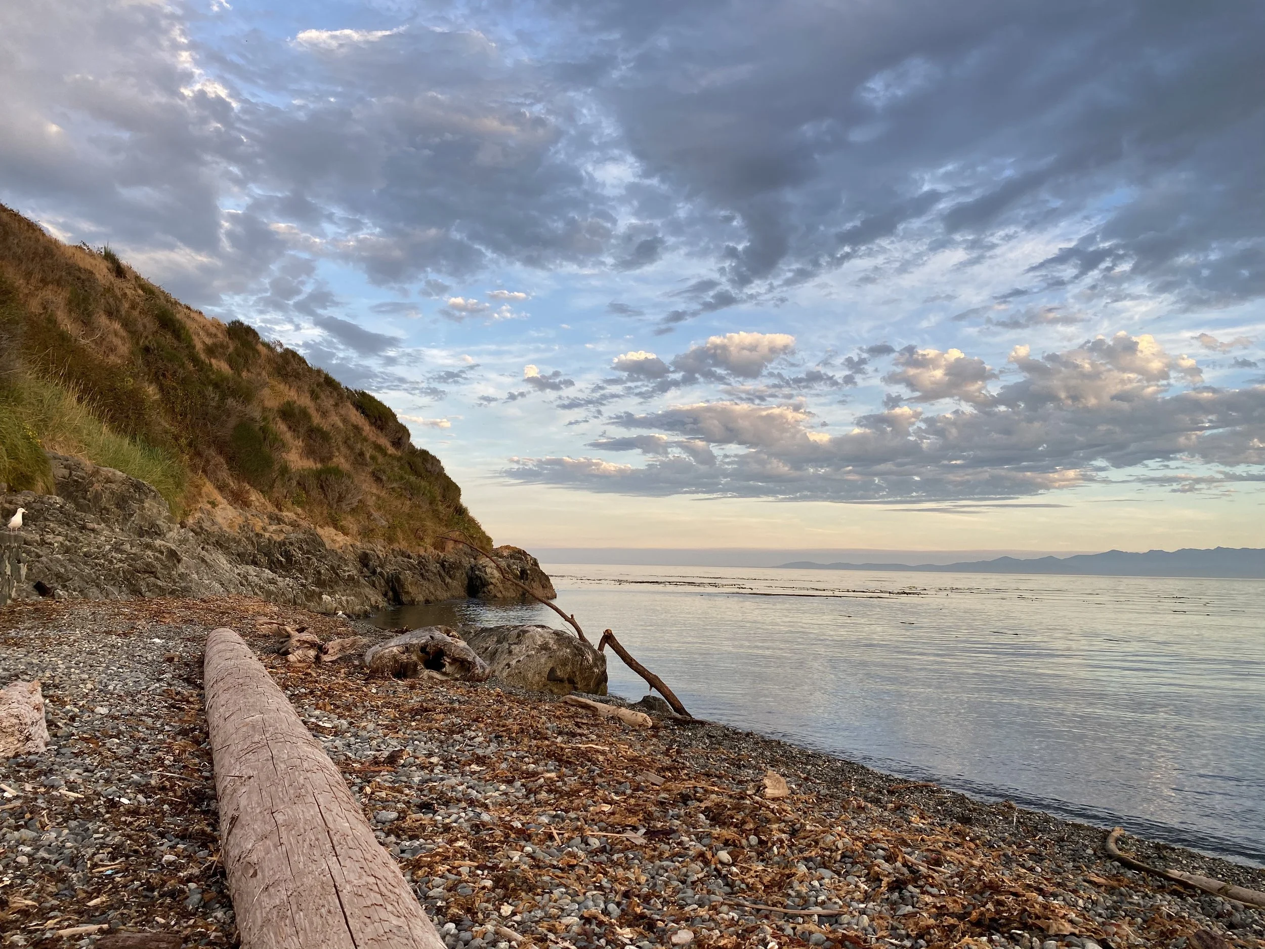 Ocean shoreline with driftwood logs in Victoria, British Columbia