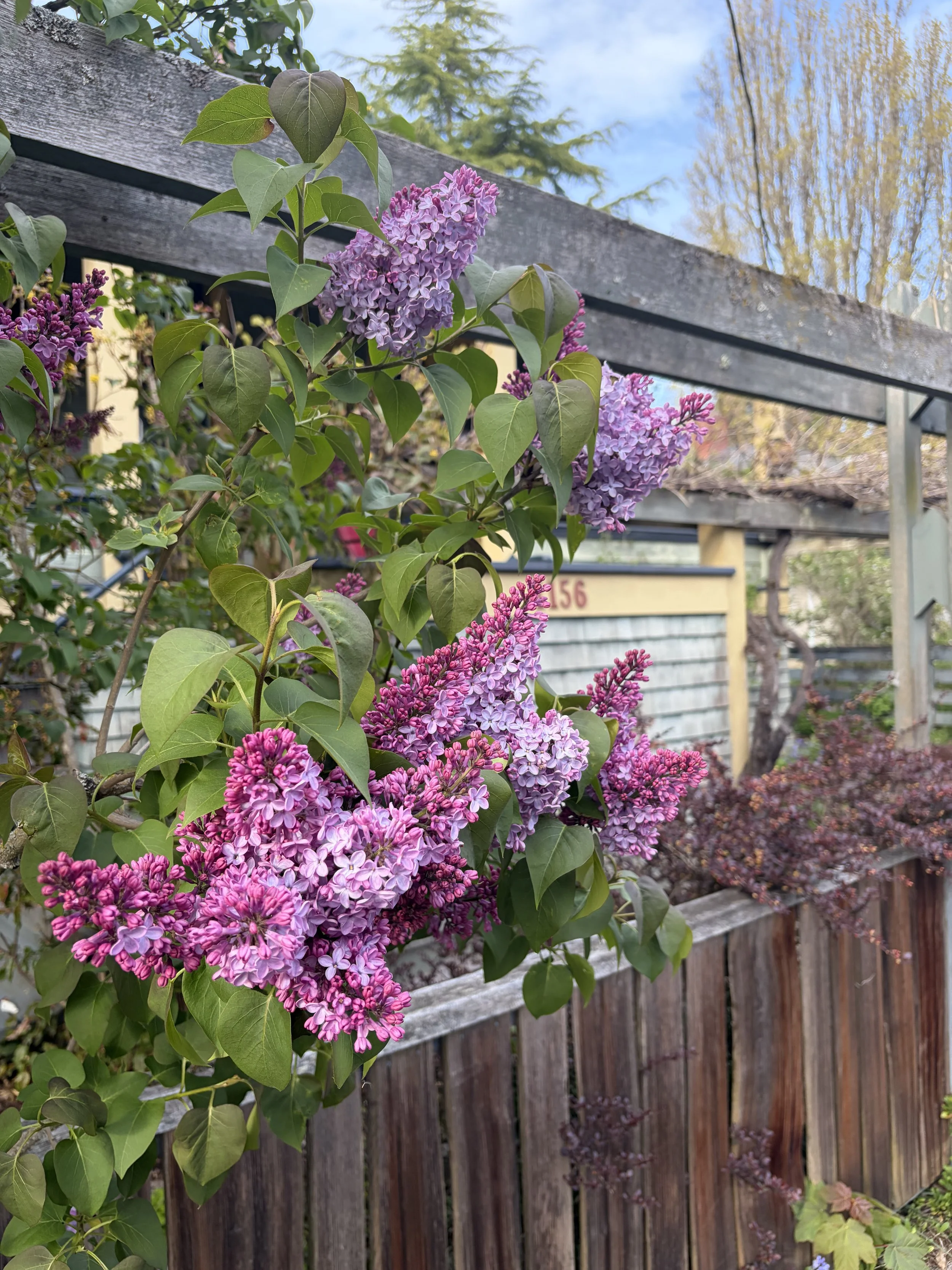 Lilac bush in bloom in Fernwood, Victoria, BC