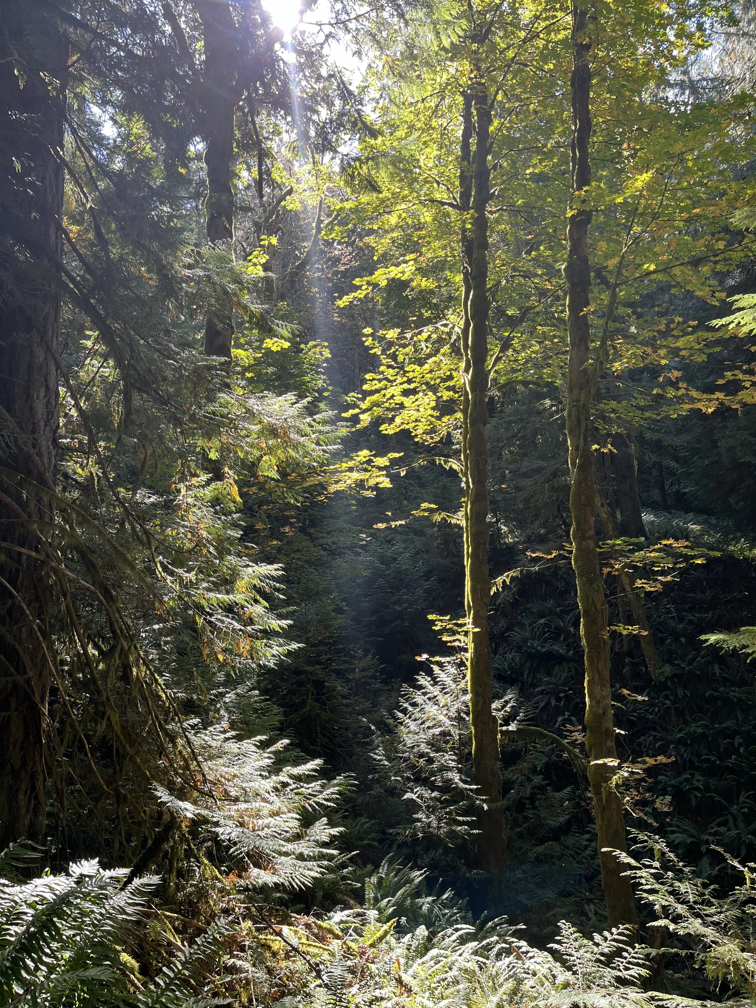 Sunlight filtering through trees in a forest in Victoria, BC