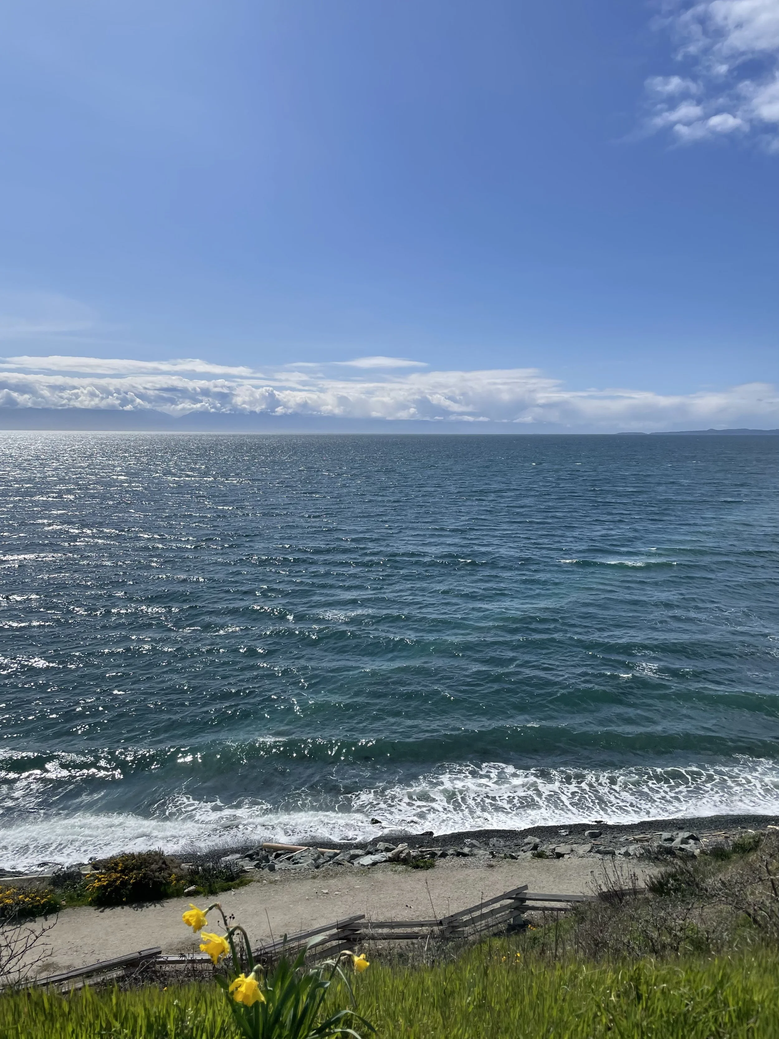 Ocean shoreline with yellow daffodils blooming in Victoria, BC
