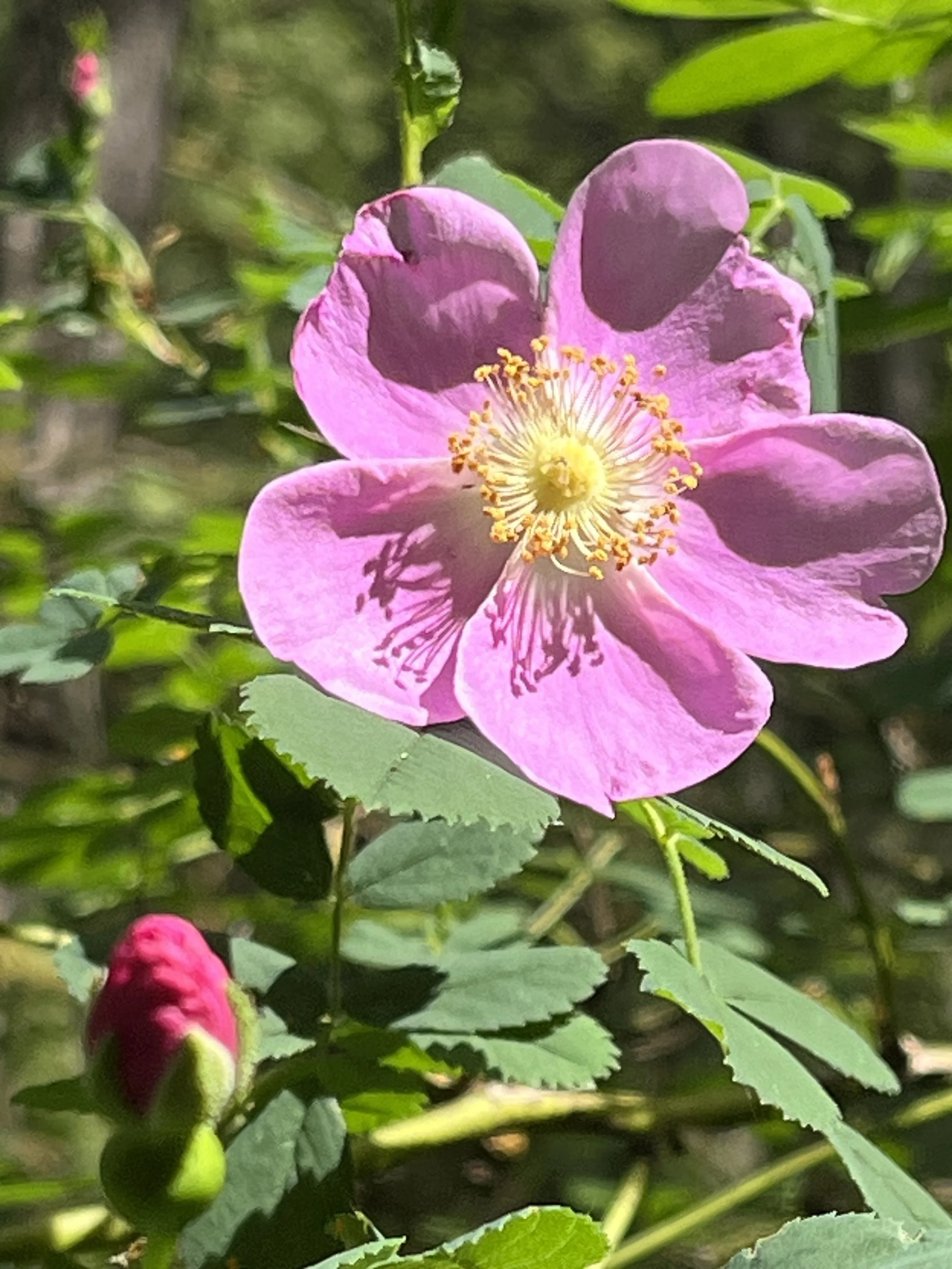 Pink wild rose flower surrounded by green leaves in Victoria, BC