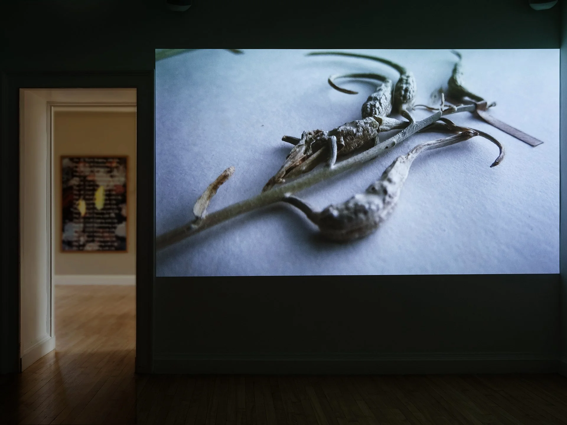 A Desire For Organic Order, exhibition installation for Florilegium, Inverleith House, 2020.