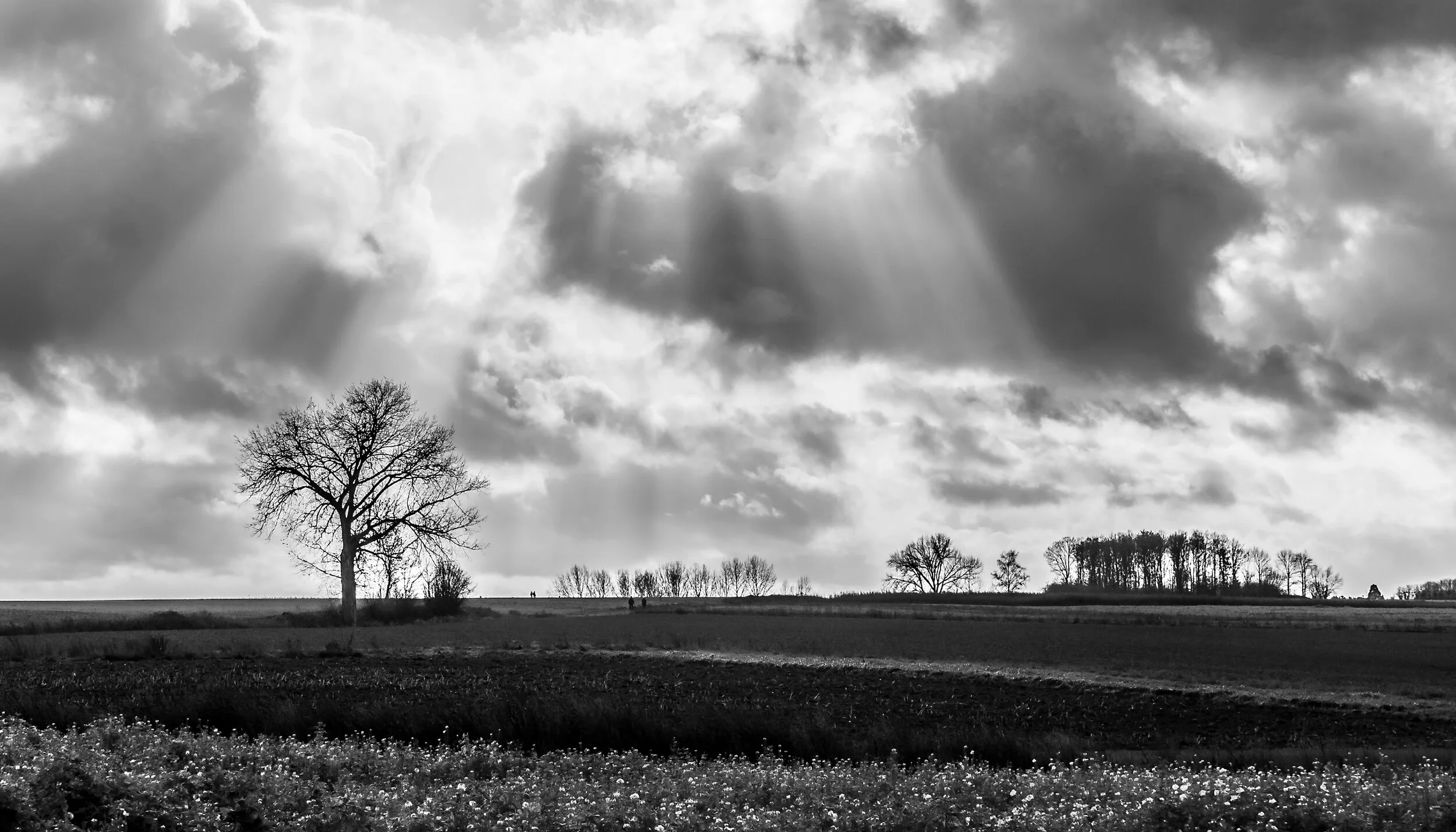 Bertem field b-w 1.jpg