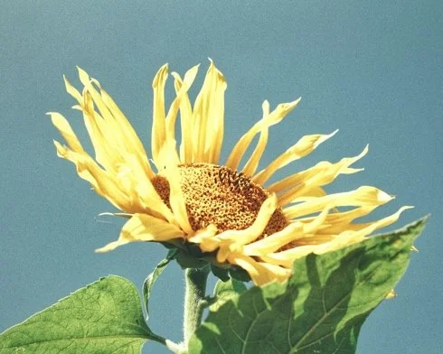 What to Expect from a Brainspotting Session