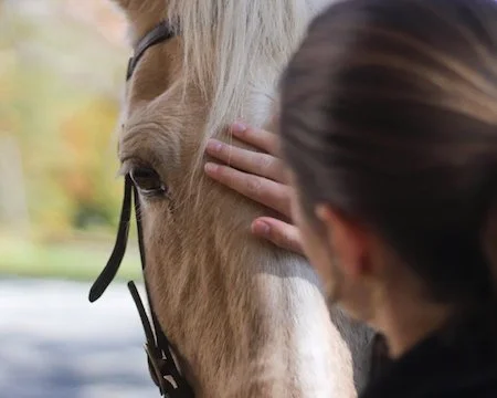 Equine Assisted Therapy- A Deeper Approach to Healing