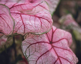 How Somatic Therapy Regulates the Nervous System