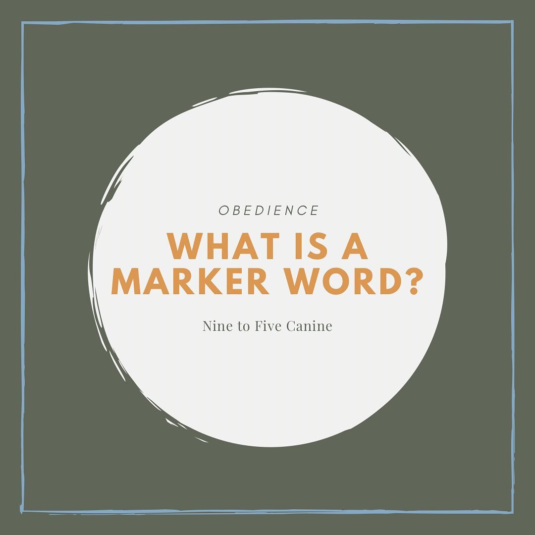 What is a marker word?🤔

A marker word is a word, noise, or signal that you choose to mark or highlight the wanted behavior in your dog.

🐾 Do you need a clicker? No! You can use your voice that is always with you and is one less thing to carry aro